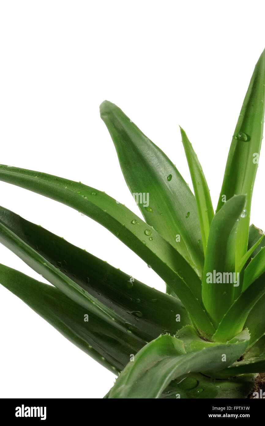 Aloe Vera Pflanze isoliert auf weißem Hintergrund Stockfoto