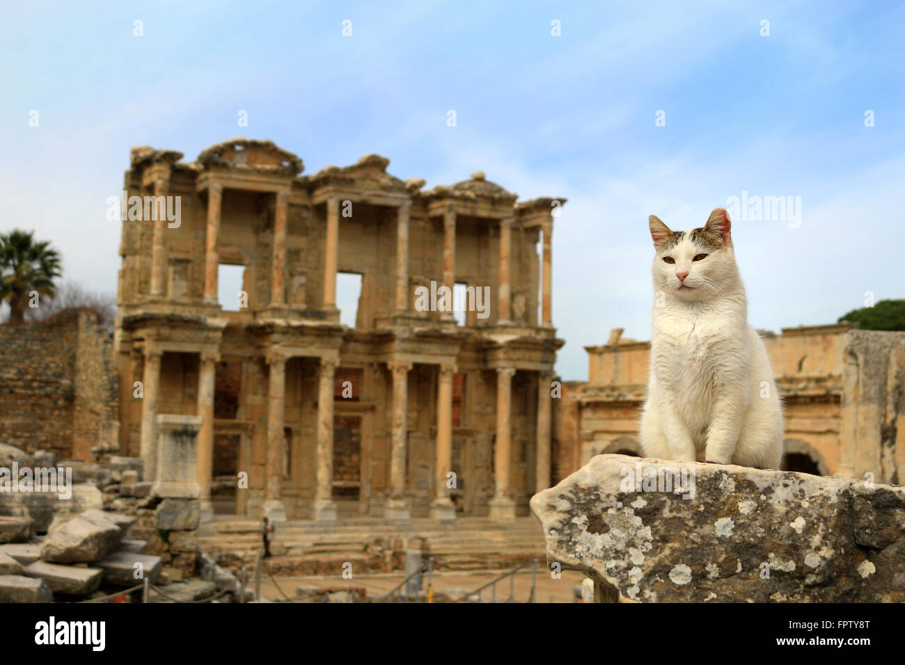 Katze sitzt auf einer Säule in der alten Stadt von Ephesus mit Celsus Bibliothek im Hintergrund Stockfoto