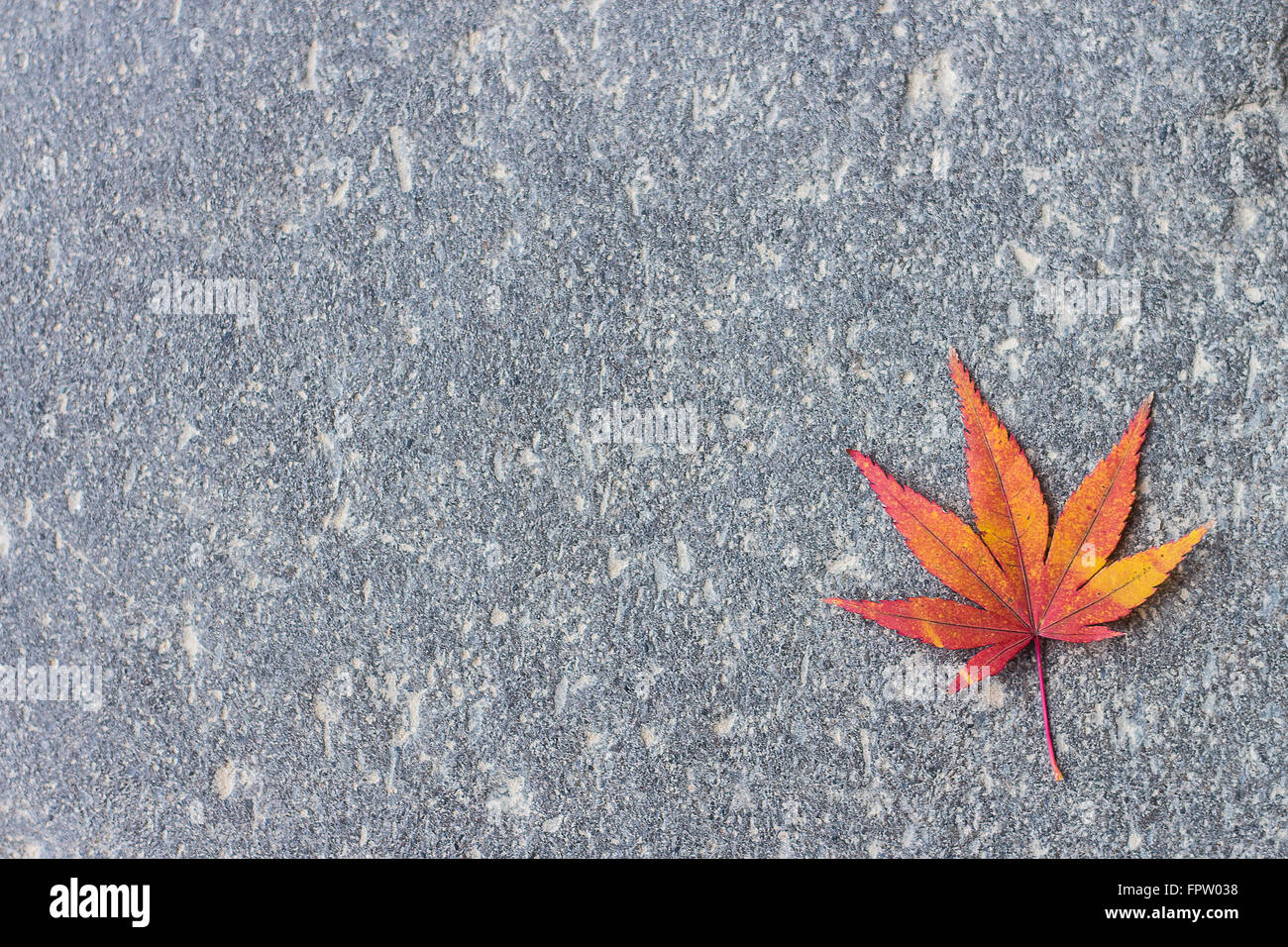 Einzelne rote Herbst Blatt auf der Straße Etage. Stockfoto