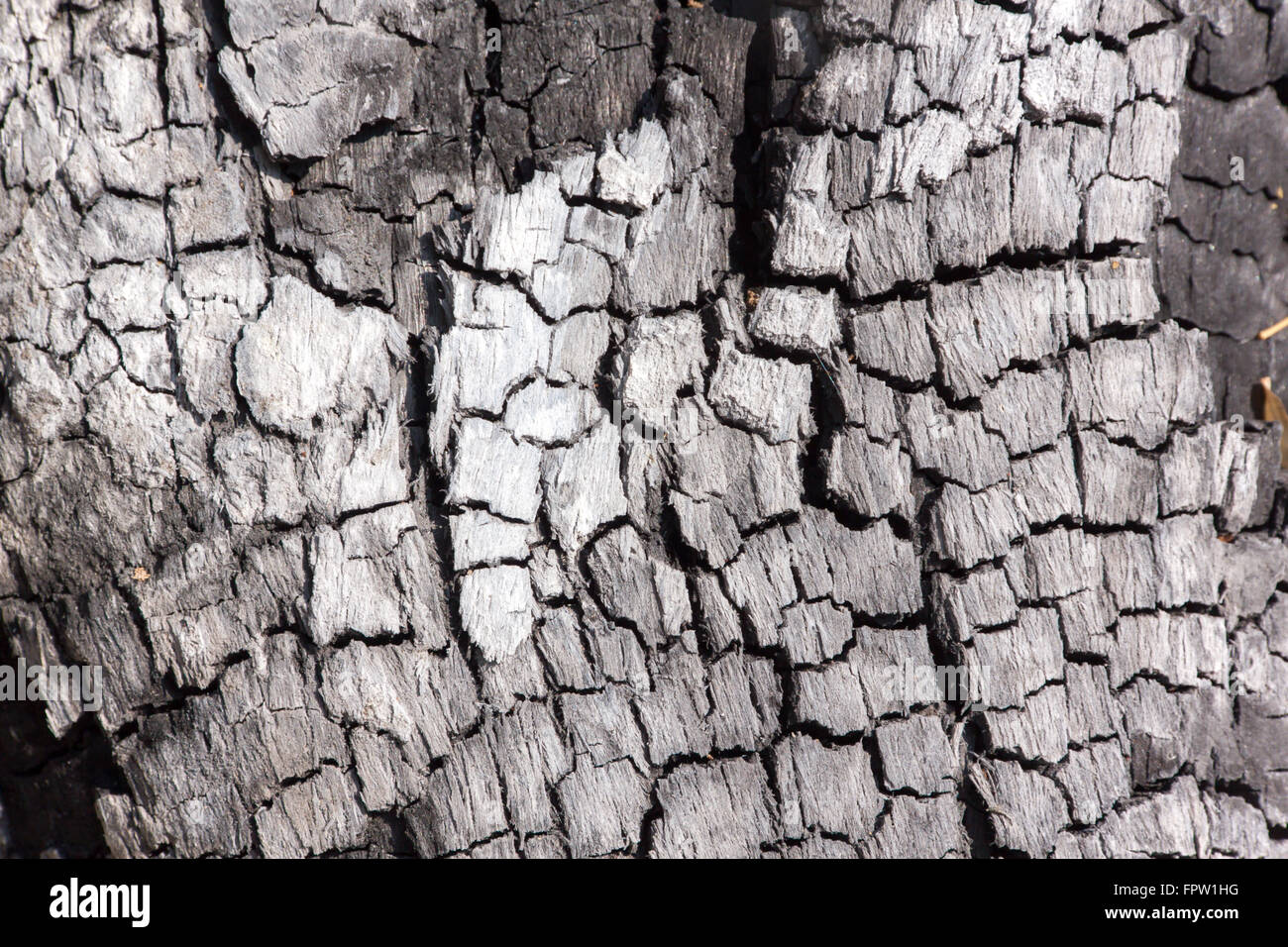 Holzkohle. Aus Holz gefertigt. Die entstandene Oberfläche ist einzigartig. Für Erstellung Idee trockene Haut, schwarze Haut vor der Sonne. Stockfoto