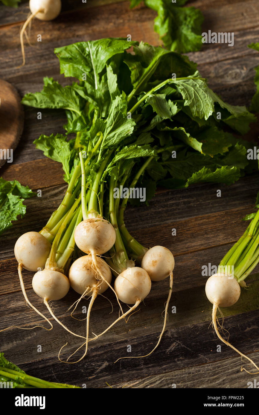 Rohe Bio weiße Radieschen mit grünen Stängel Stockfoto
