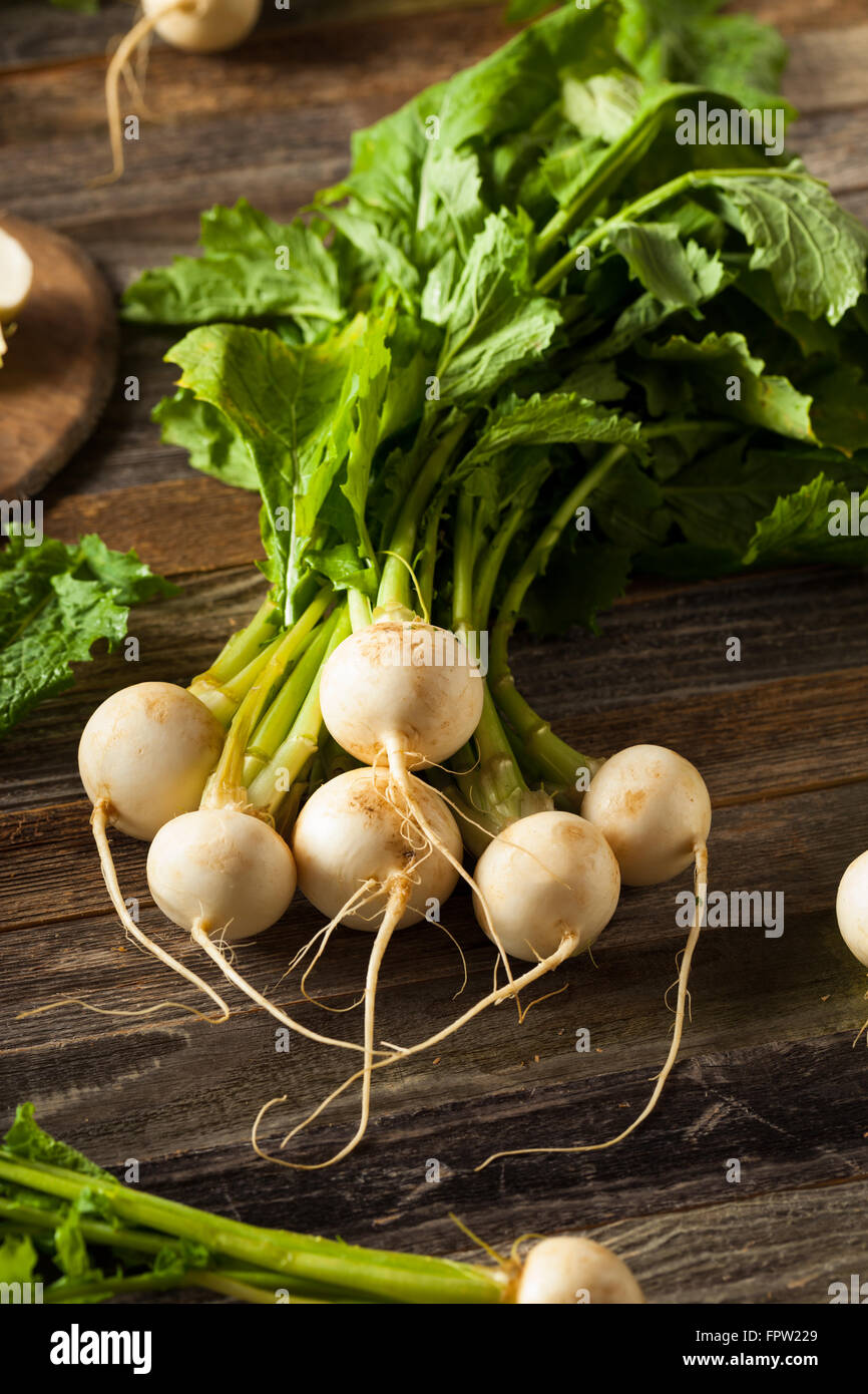 Rohe Bio weiße Radieschen mit grünen Stängel Stockfoto