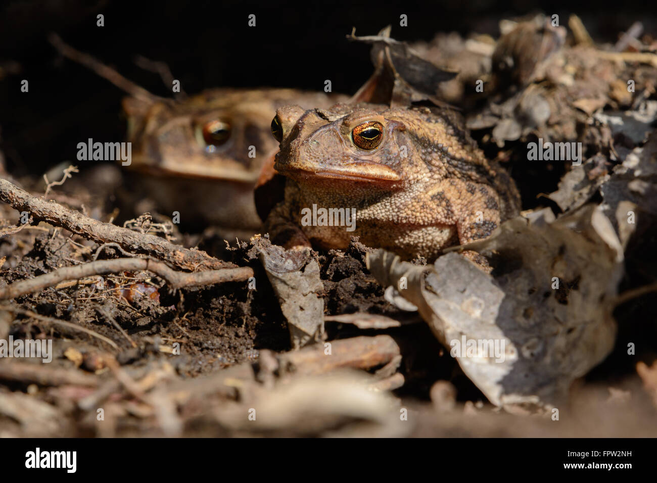 Anaxyrus Speciosus, einzelne Kröte mit lebhaften Augen mit zweiten Frosch im Hintergrund blicken in Richtung Kamera. Stockfoto