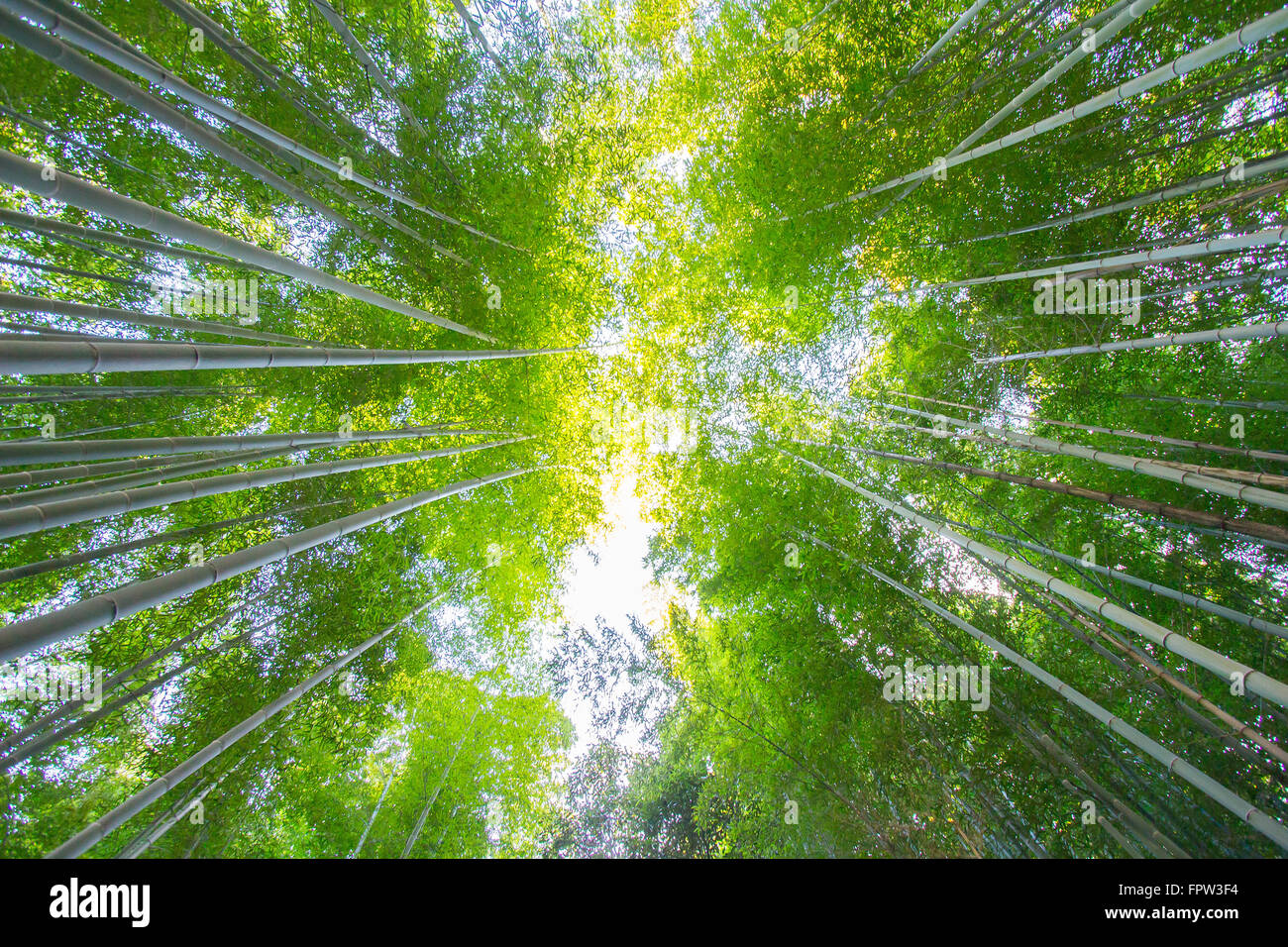 Arashiyama japanische Bambuswald, Kyoto, Japan Stockfoto