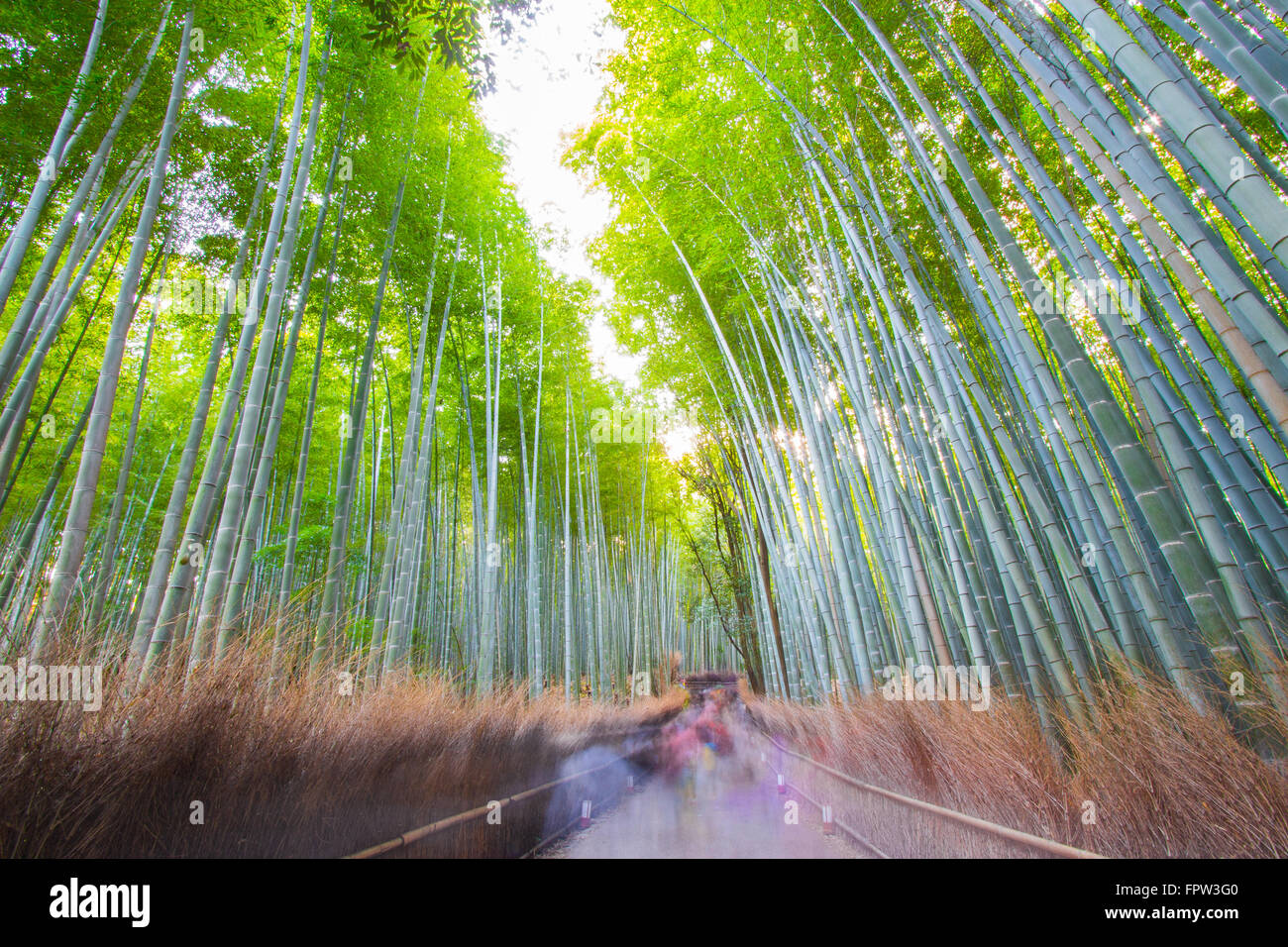 Arashiyama japanische Bambuswald, Kyoto, Japan Stockfoto