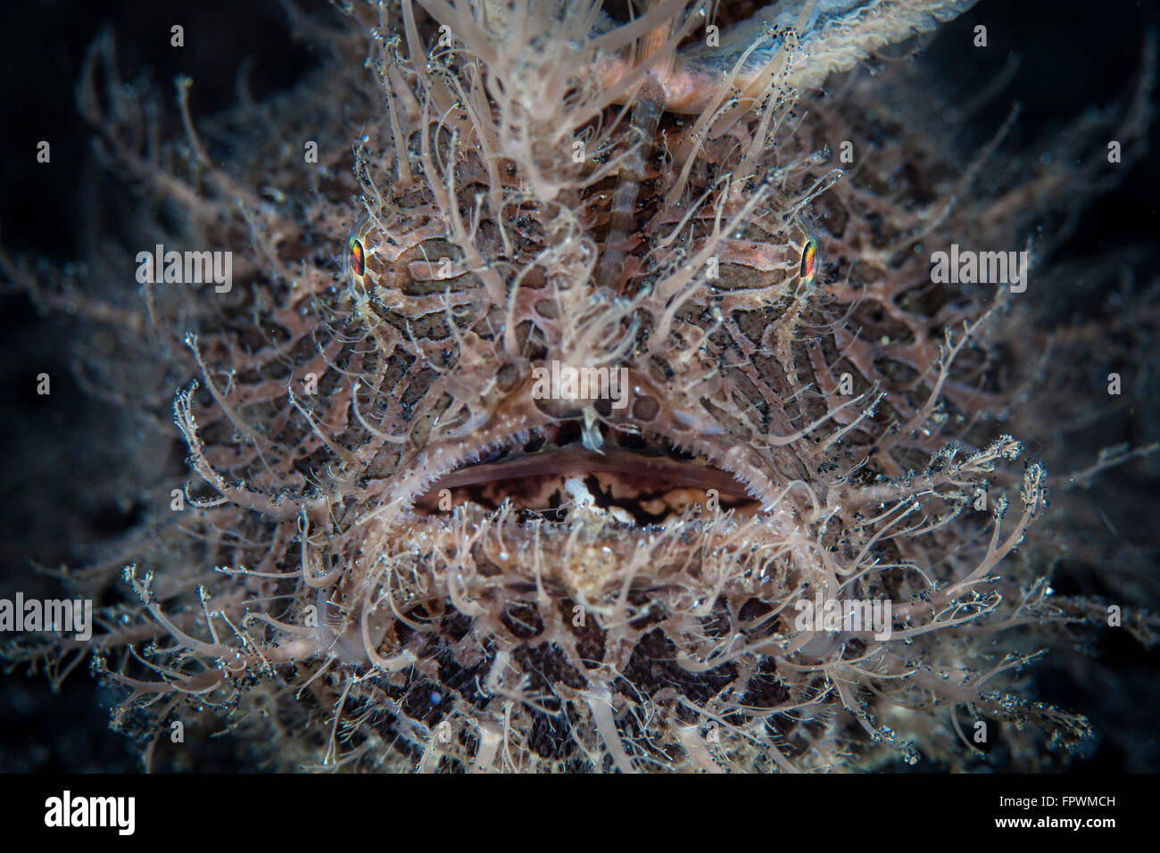 Eine haarige Anglerfisch (Antennarius Striatus) nutzt seine unglaubliche Tarnung um Beute in Lembeh Strait, Indonesien erfolgreich zu erobern. Stockfoto