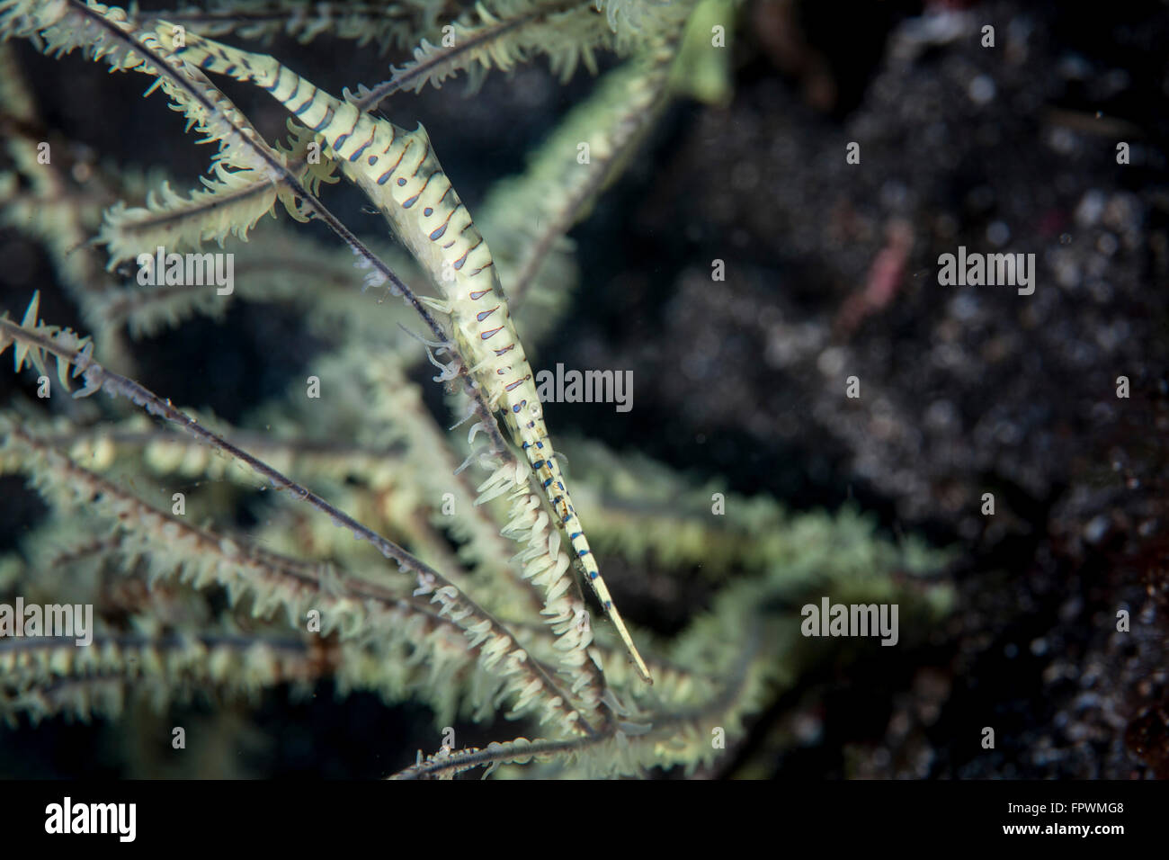 Eine Tozeuma Garnele (Tozeuma Armatum) fügt sich in die Riff-Umgebung im Nationalpark Komodo, Indonesien. Diese tropischen Gebiet in t Stockfoto