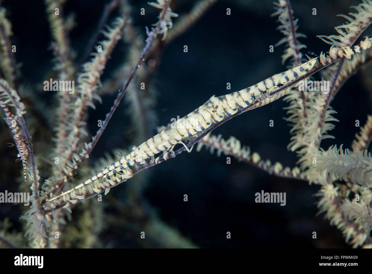 Eine Tozeuma Garnele (Tozeuma Armatum) fügt sich in die Riff-Umgebung im Nationalpark Komodo, Indonesien. Diese tropischen Gebiet in t Stockfoto