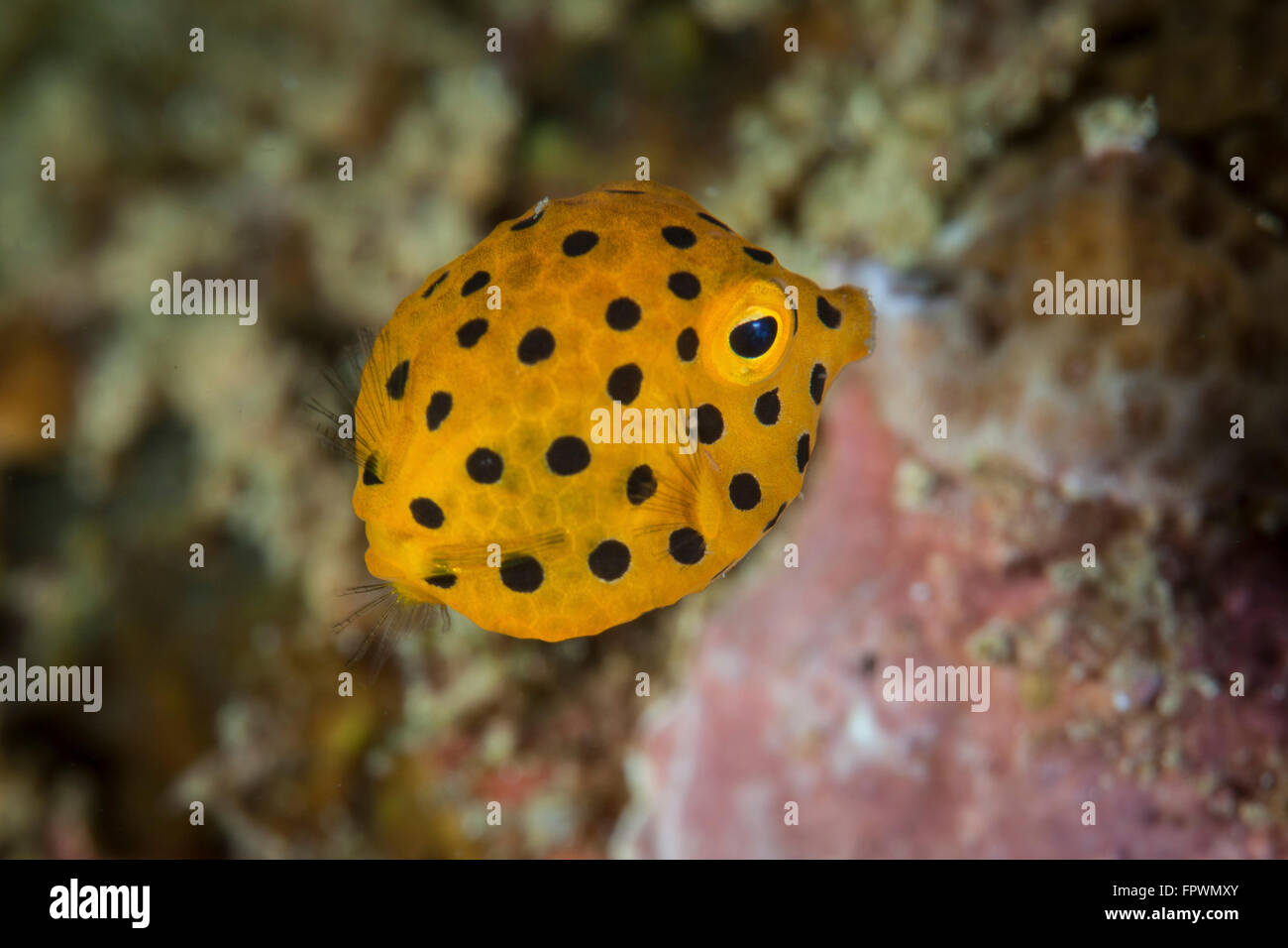 Eine juvenile gelber Kofferfisch (Ostracion Cubicus) schwimmt über dem Meeresboden in der Nähe von der Insel Sulawesi, Indonesien. Diese tropischen reg Stockfoto