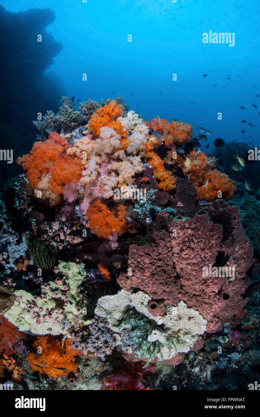 Weichkorallen, Schwämmen und anderen Wirbellosen konkurrieren um Speicherplatz auf ein wunderschönes Riff in Indonesien. Diese tropischen Region innerhalb von t Stockfoto