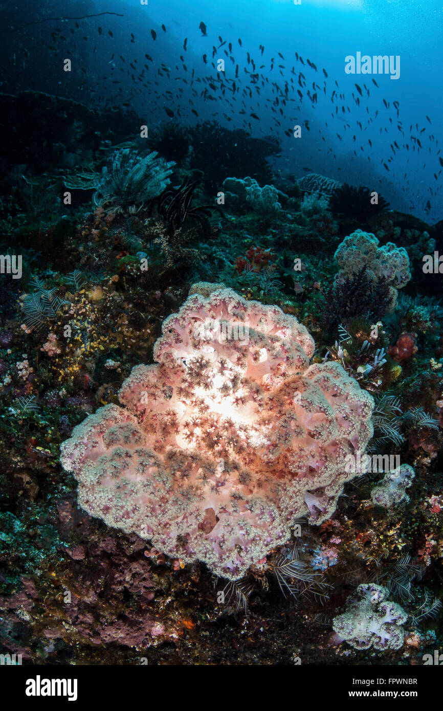 Eine schöne weiche korallene Kolonie wächst auf ein Riff im Nationalpark Komodo, Indonesien. Diese tropischen Region in Indonesien ist kno Stockfoto