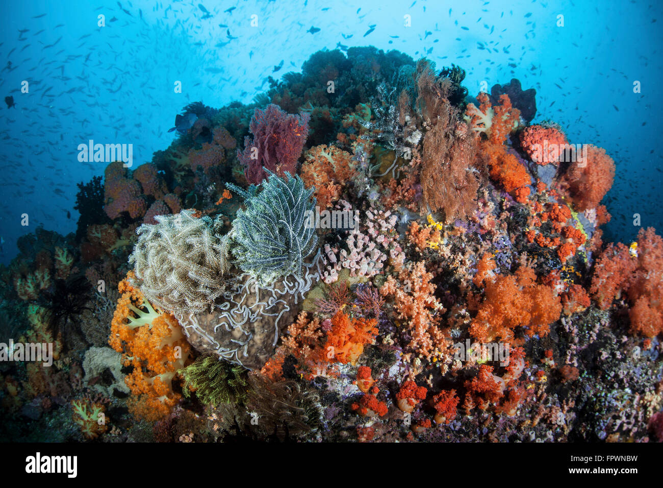 Weichkorallen, Schwämmen und anderen Wirbellosen konkurrieren um Speicherplatz auf ein wunderschönes Riff in Indonesien. Diese tropischen Region innerhalb von t Stockfoto
