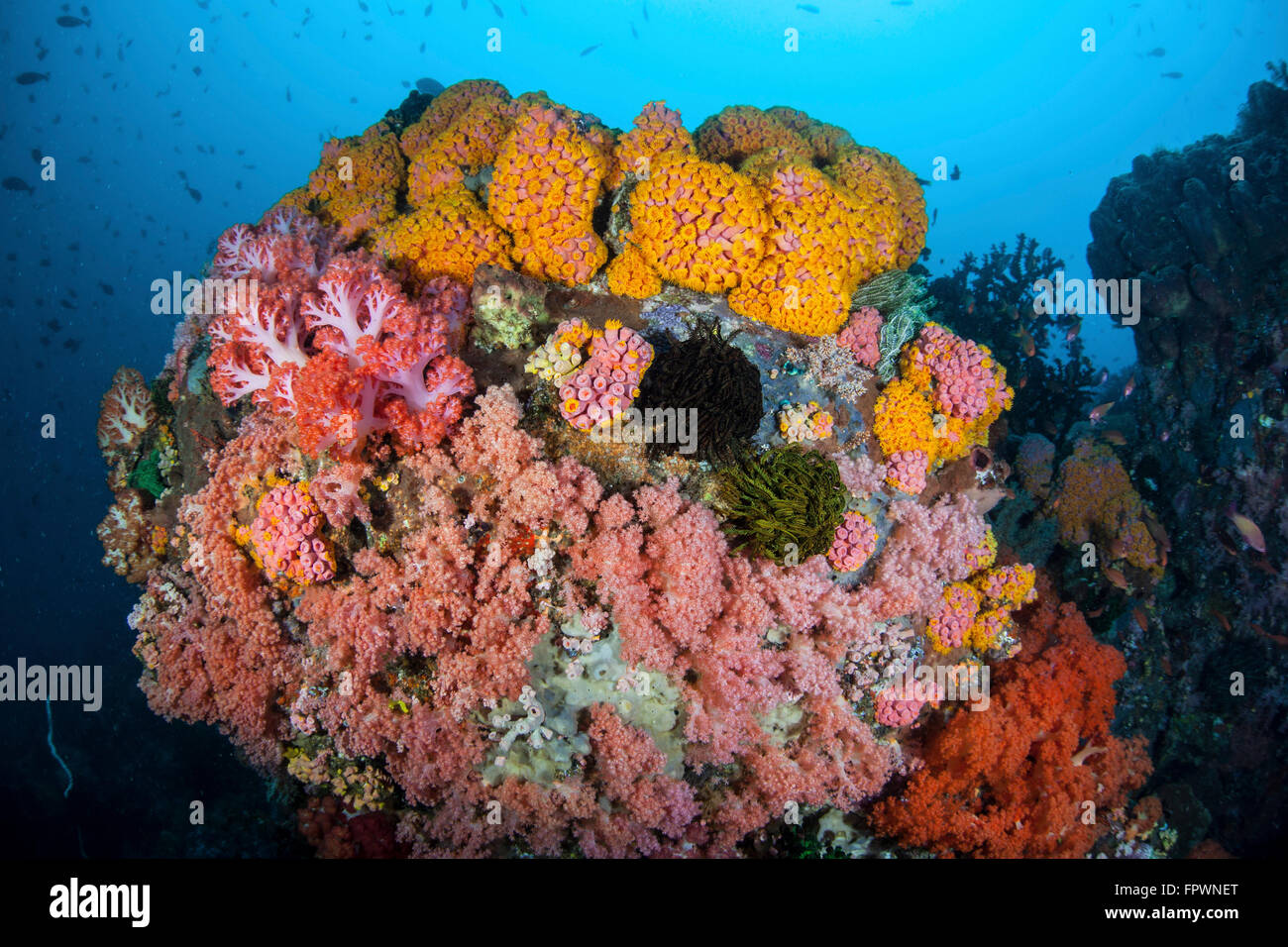 Weichkorallen, Schwämmen und anderen Wirbellosen konkurrieren um Speicherplatz auf ein wunderschönes Riff in Indonesien. Diese tropischen Region innerhalb von t Stockfoto
