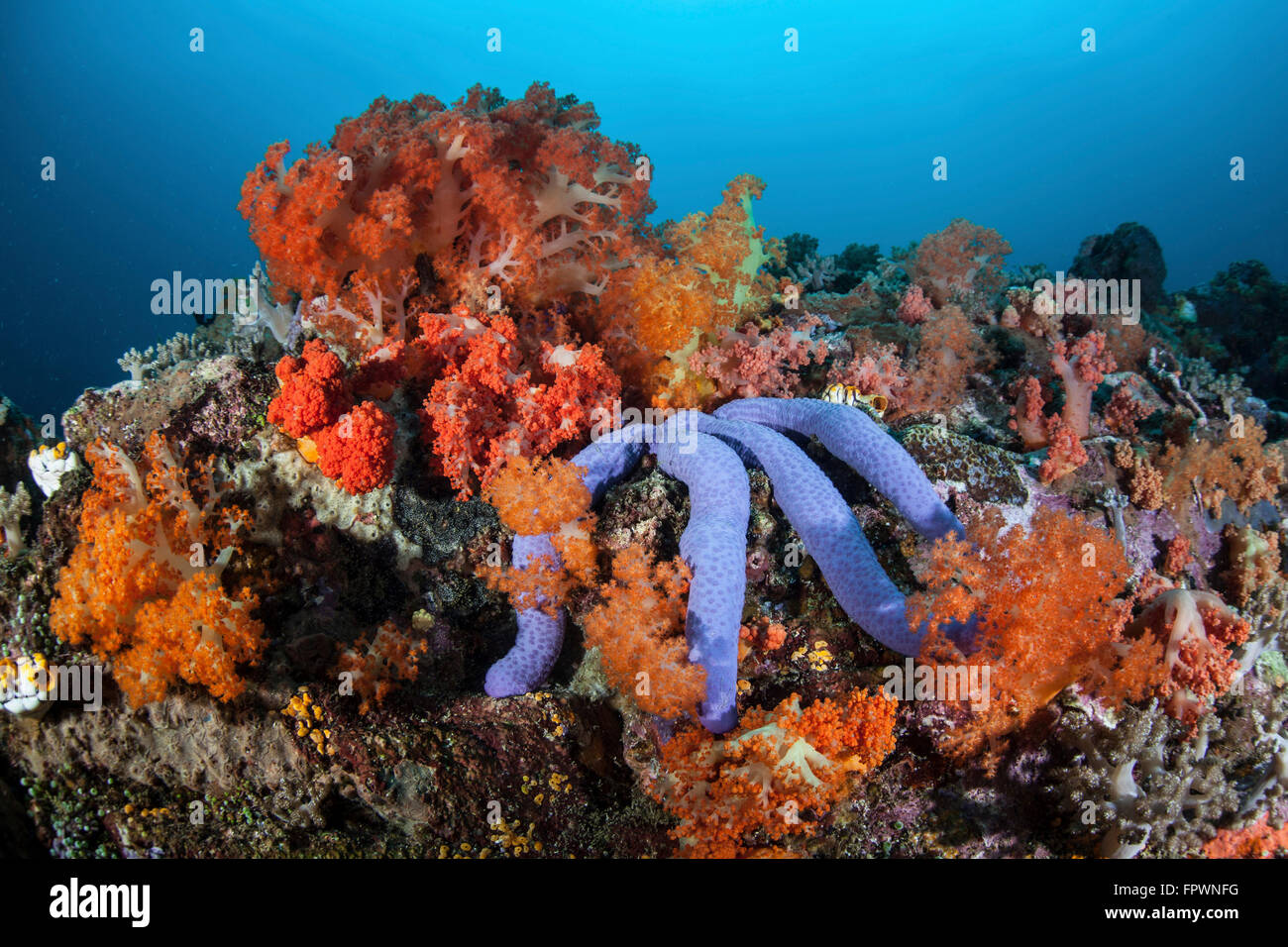 Einen schönen Seestern (Linckia Laevigata) legt auf eine blühende Riff in Indonesien. Dieser tropische Region, in der Coral Triangle, Stockfoto