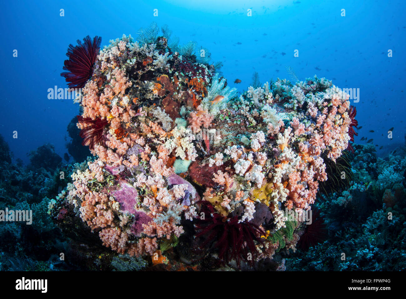 Weichkorallen und andere bunte Wirbellose konkurrieren um Raum zum wachsen an einem Riff in der Nähe von der Insel Sulawesi, Indonesien. Dies Stockfoto