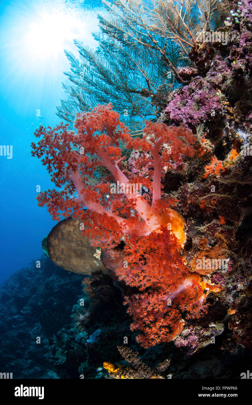 Weichkorallen und andere bunte Wirbellose konkurrieren um Raum zum wachsen an einem Riff in der Nähe von der Insel Sulawesi, Indonesien. Dies Stockfoto