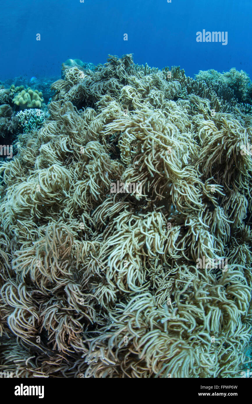 Kolonien von Weichkorallen (Sinularia SP.) gedeihen auf einem gesunden Riff in der Nähe von der Insel Sulawesi, Indonesien. Dieses schöne, tropische Stockfoto