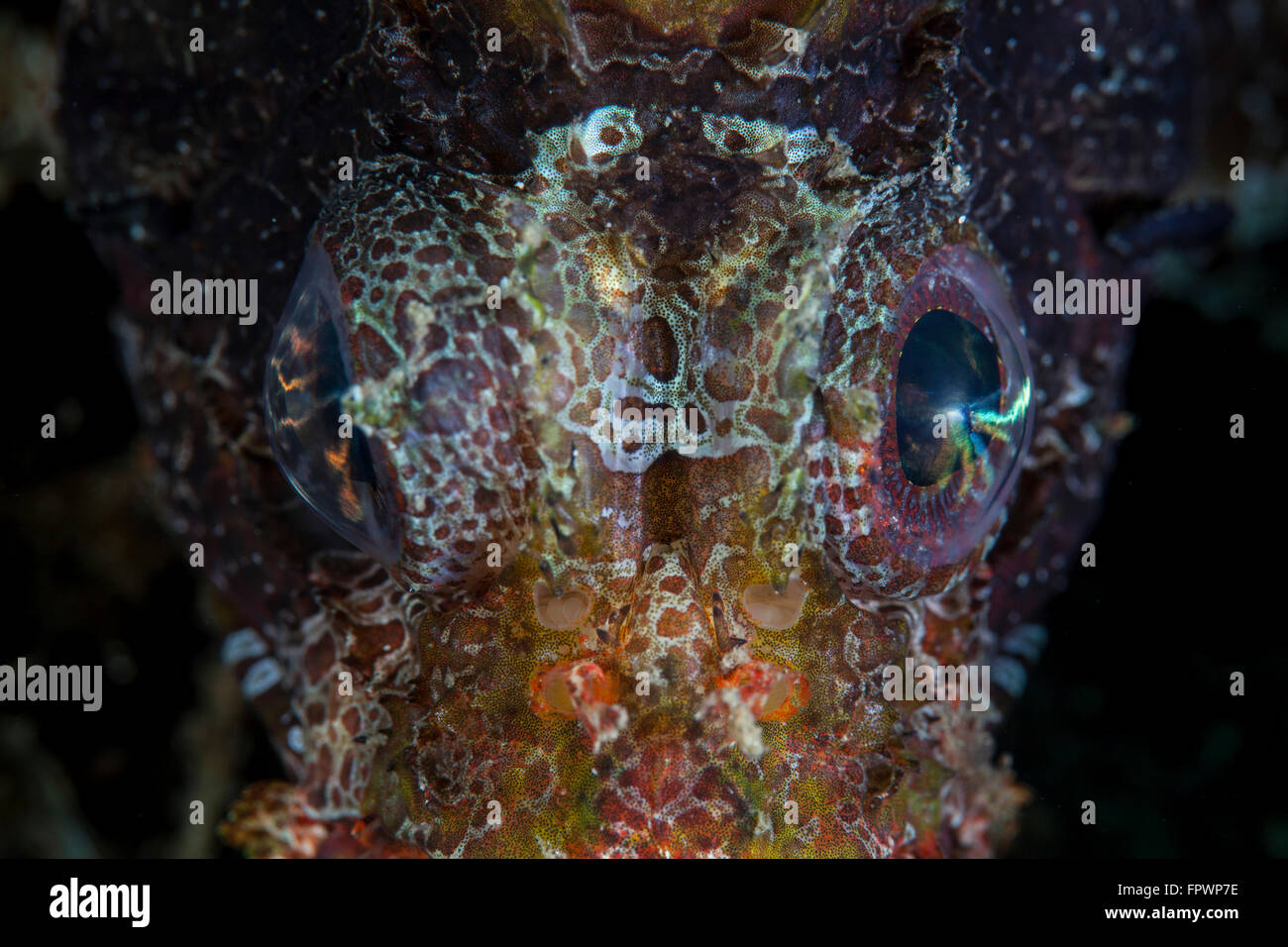 Die Augen von einem Shortfin Rotfeuerfische (Dendrochirus Brachypterus) brechen das Licht in einen Regenbogen von Farben. Diese giftigen Arten ist prev Stockfoto