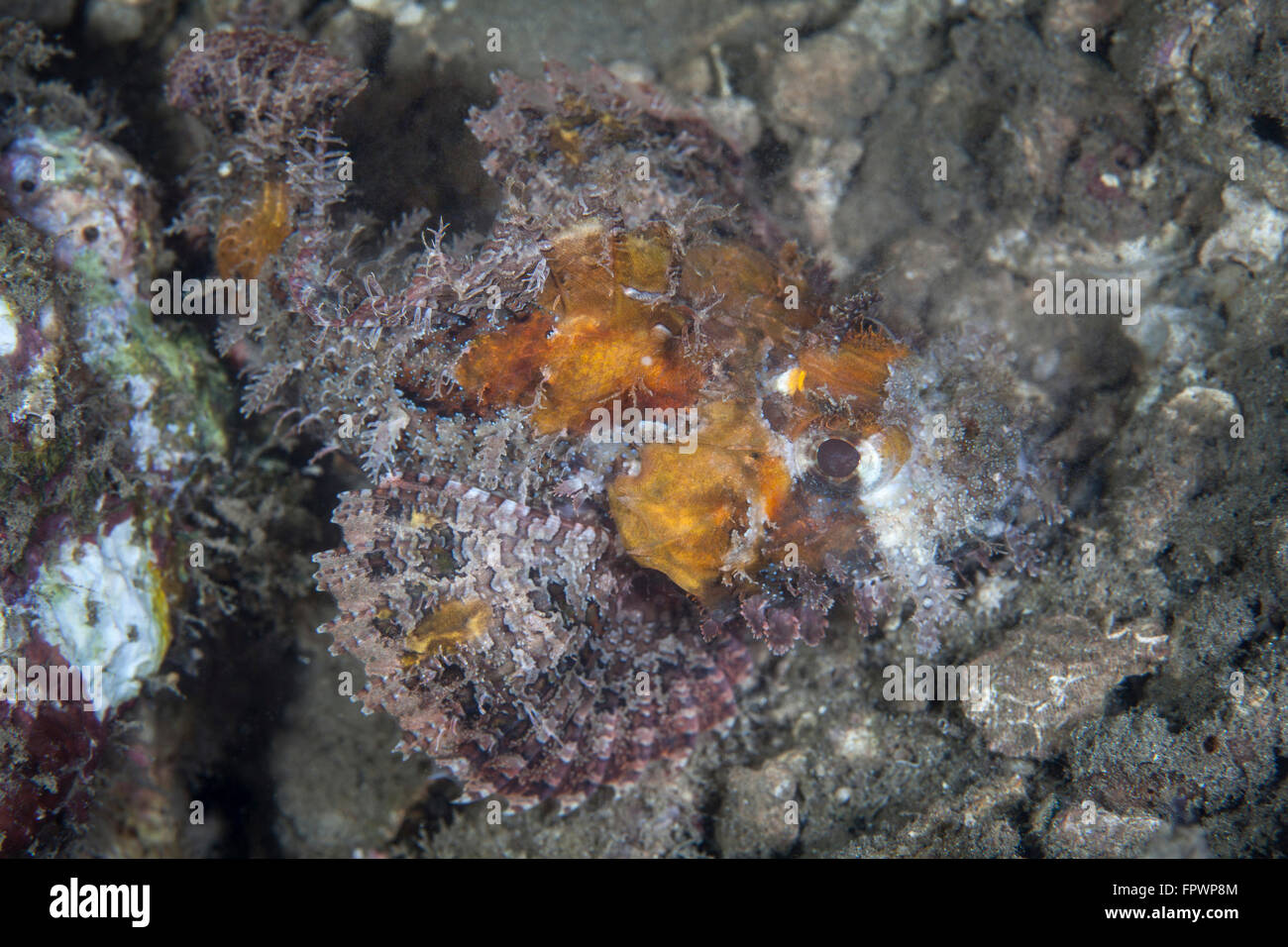 Eine gut getarnte Drachenköpfe liegt inmitten von Schutt auf eine Unterwasser Hang in der Nähe der Insel Sulawesi, Indonesien. Dieses schöne, Stockfoto