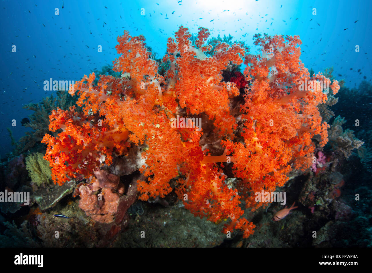 Brillante Weichkorallen und andere bunte Wirbellose konkurrieren um Raum zum wachsen an einem Riff in der Nähe von der Insel Sulawesi, Indonesi Stockfoto