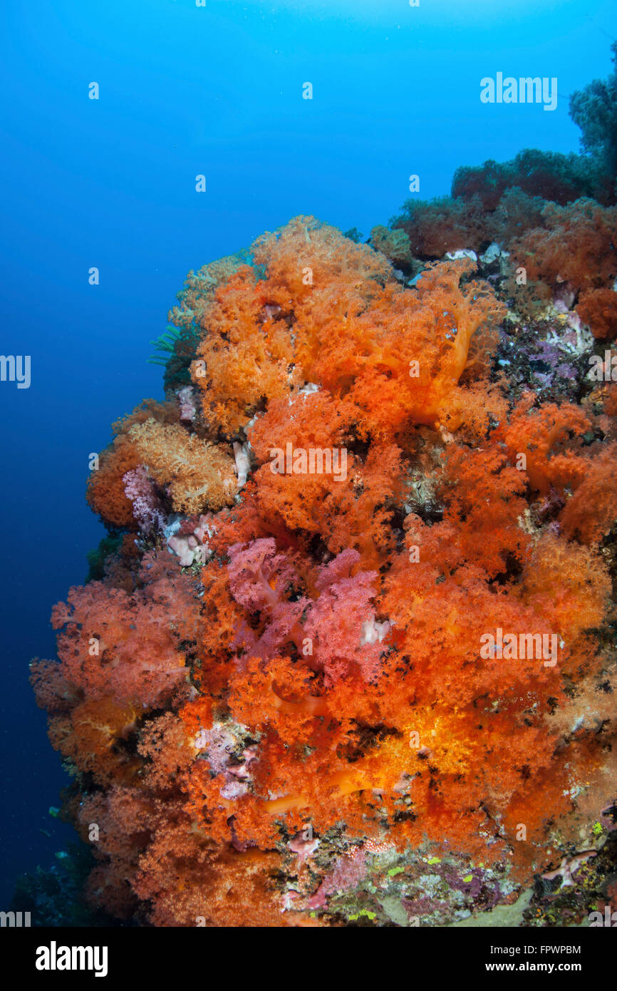 Wunderschöne Weichkorallen und andere bunte Wirbellose konkurrieren um Raum zum wachsen an einem Riff in der Nähe von der Insel Sulawesi, Indonesien Stockfoto