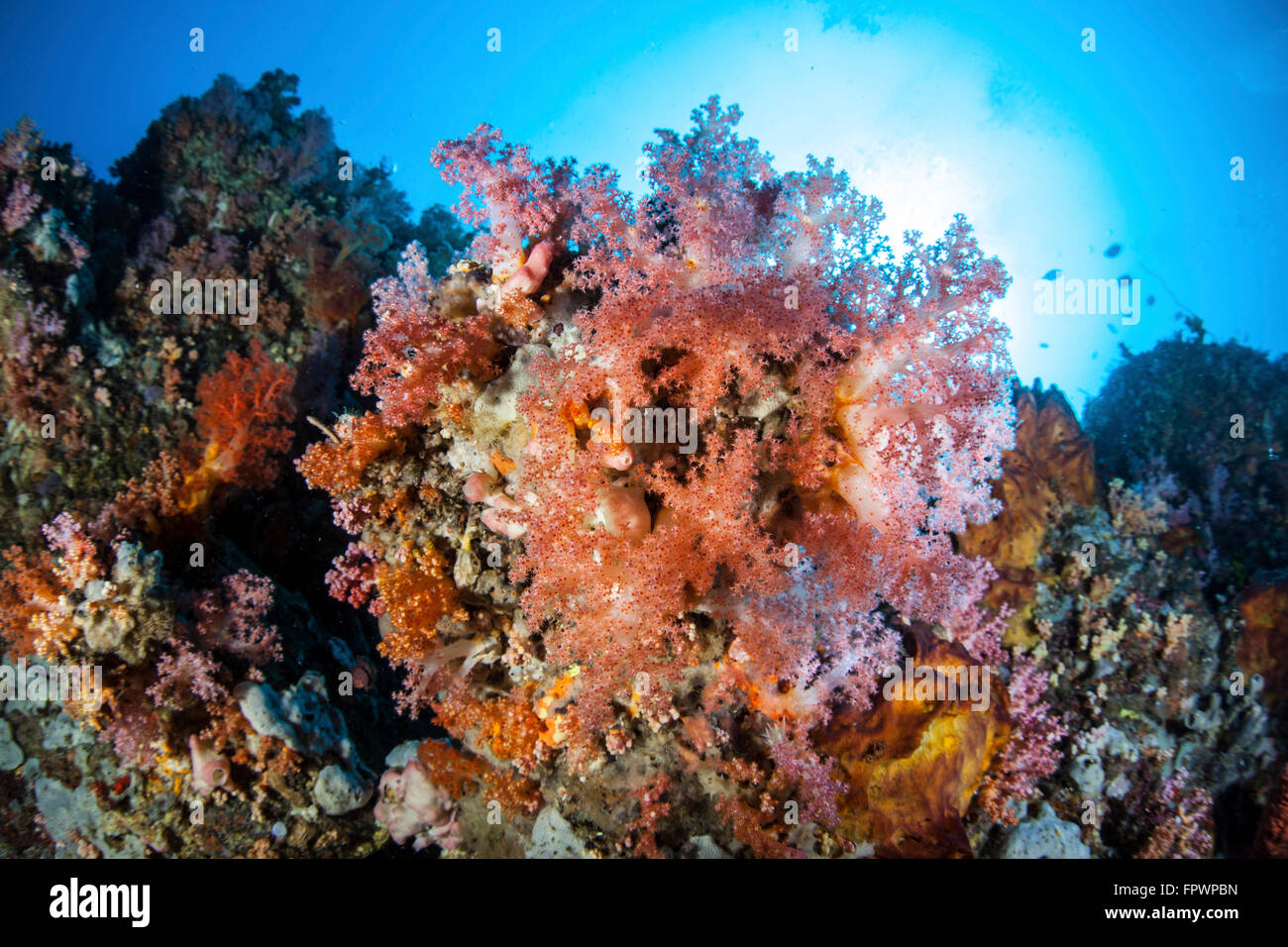 Weichkorallen und andere bunte Wirbellose konkurrieren um Raum zum wachsen an einem Riff in der Nähe von der Insel Sulawesi, Indonesien. Dies Stockfoto