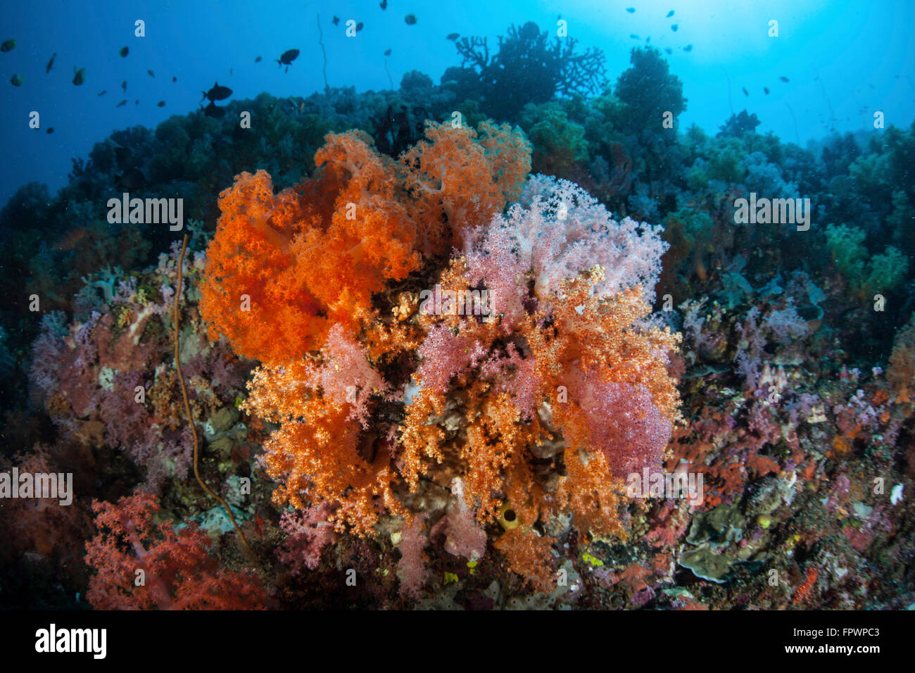 Weichkorallen und andere bunte Wirbellose konkurrieren um Raum zum wachsen an einem Riff in der Nähe von der Insel Sulawesi, Indonesien. Dies Stockfoto