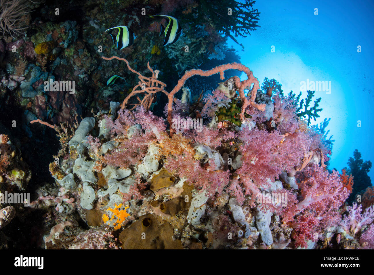 Weichkorallen und andere bunte Wirbellose konkurrieren um Raum zum wachsen an einem Riff in der Nähe von der Insel Sulawesi, Indonesien. Dies Stockfoto