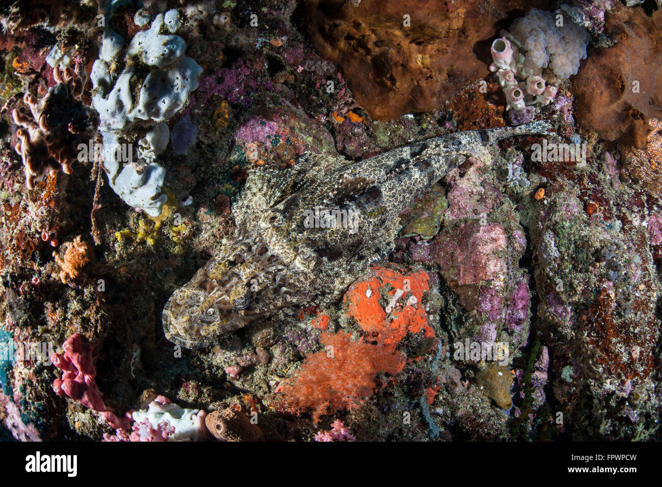 Eine große Crocodilefische (Cymbacephalus Beauforti) liegt auf einem bunten Riff in der Nähe von der Insel Sulawesi, Indonesien. Dieses schöne, Stockfoto