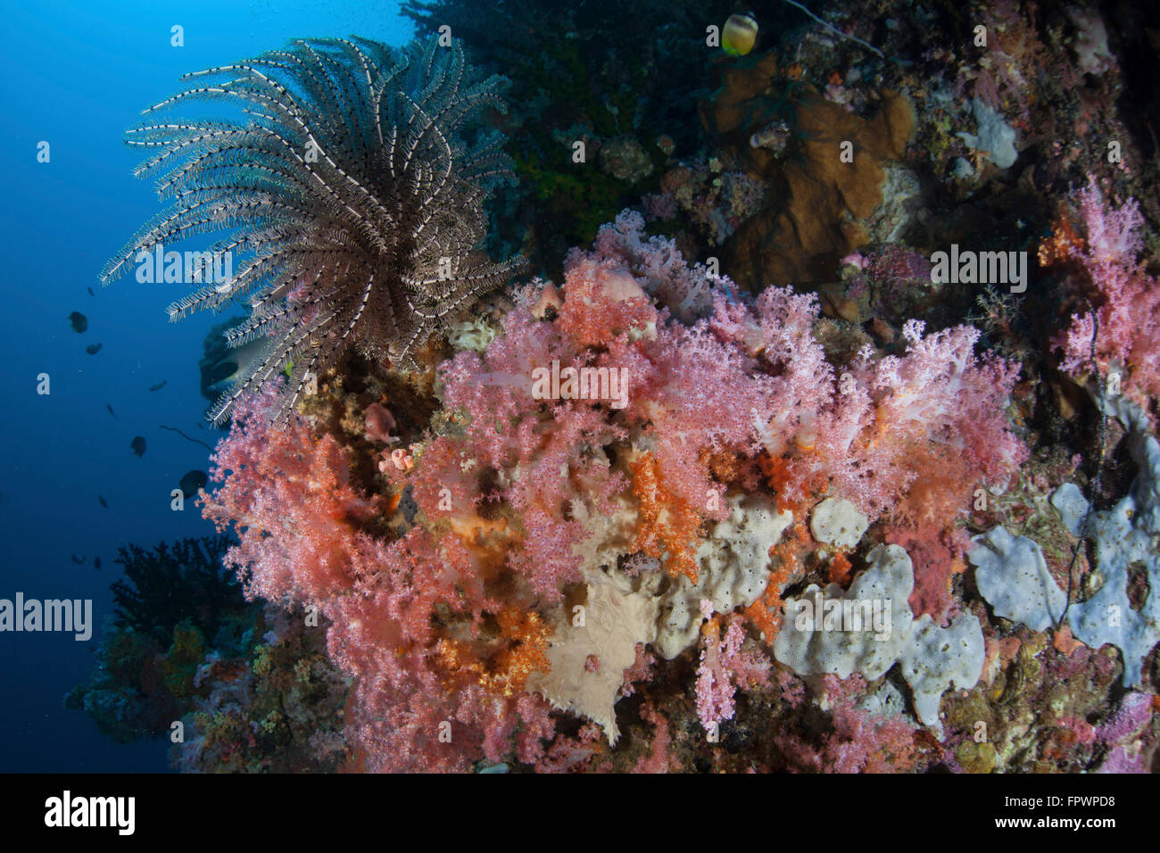 Weichkorallen und andere bunte Wirbellose konkurrieren um Raum zum wachsen an einem Riff in der Nähe von der Insel Sulawesi, Indonesien. Dies Stockfoto