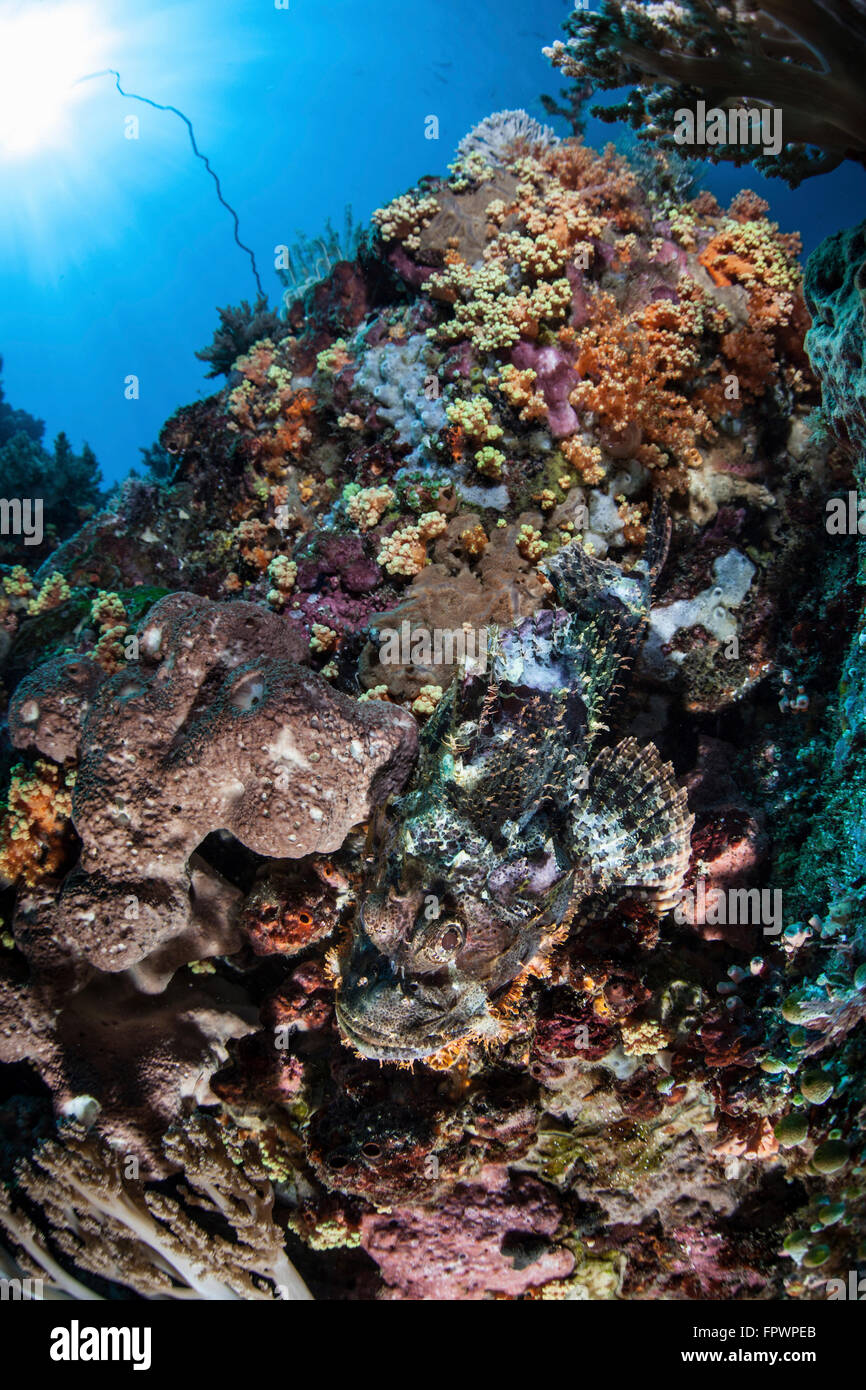 Eine gut getarnte Drachenköpfe verbirgt sich unter den weichen Korallen und andere bunte Wirbellose an einem Riff in der Nähe der Insel Sulawe Stockfoto