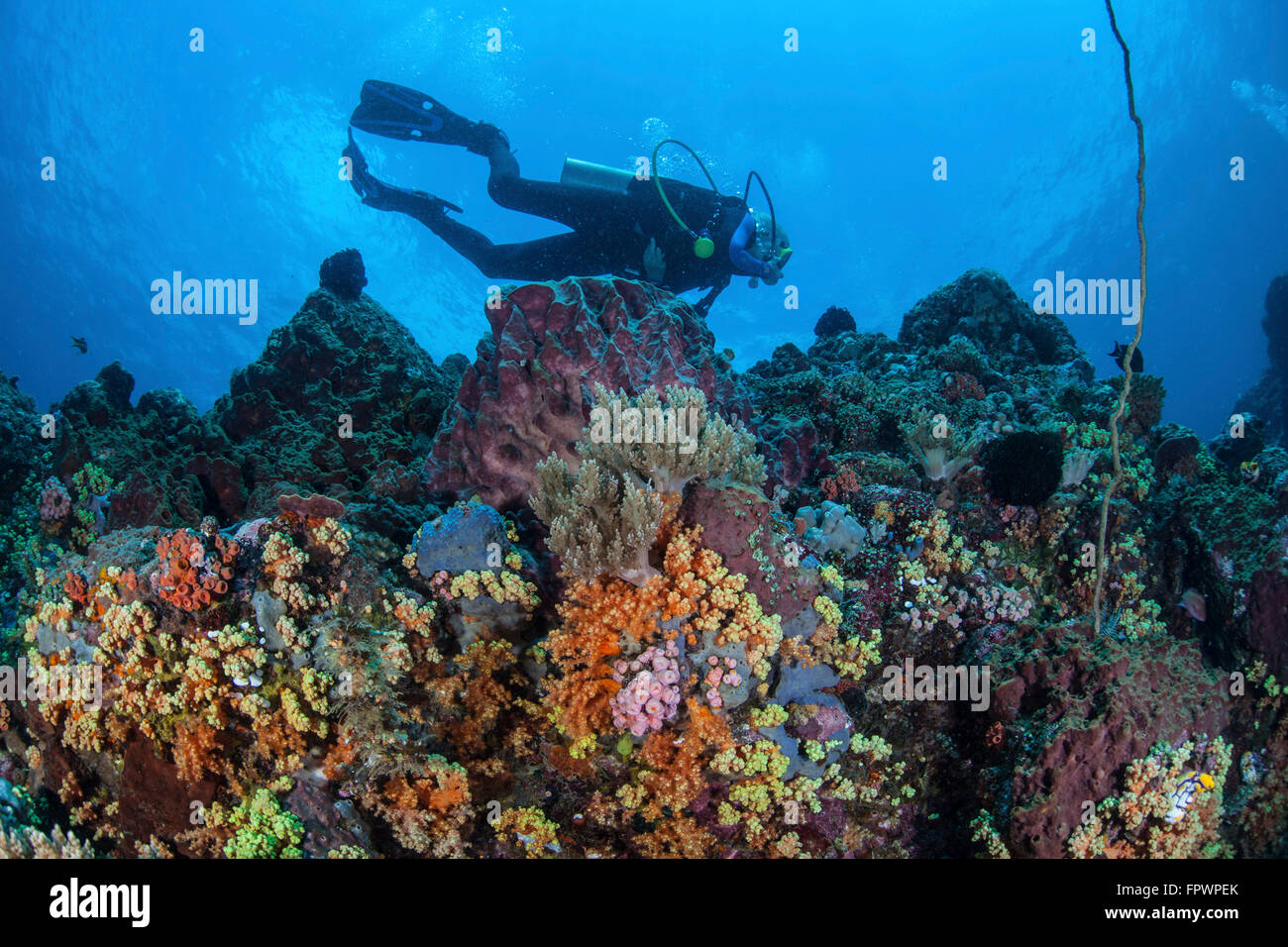 Eine Taucher schwimmt oben eine bunte Korallenriff in der Nähe von der Insel Sulawesi, Indonesien. Diese wunderschönen, tropischen Region ist Heimat Stockfoto