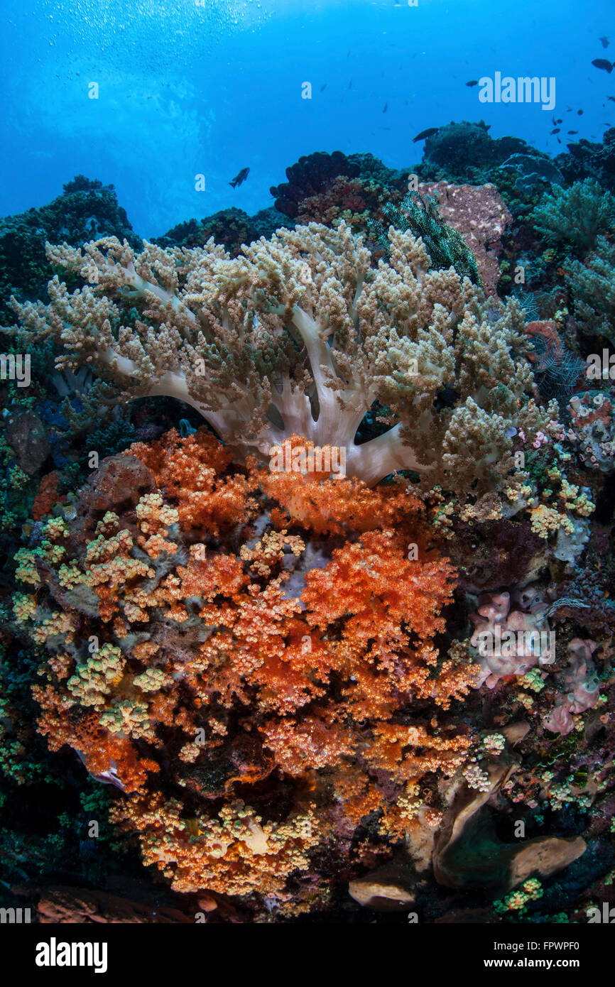 Weichkorallen und andere bunte Wirbellose konkurrieren um Raum zum wachsen an einem Riff in der Nähe von der Insel Sulawesi, Indonesien. Dies Stockfoto