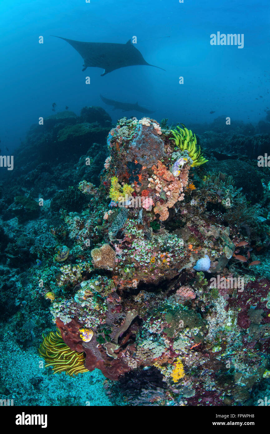 Ein Mantarochen (Manta Alfredi) schwimmen über einen bunten Riff im Nationalpark Komodo, Indonesien. Diese tropischen Region in Indonesien Stockfoto