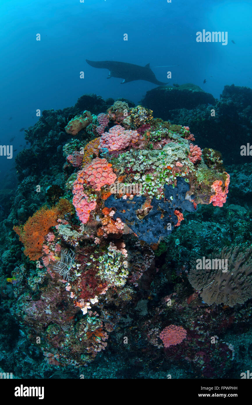 Ein Mantarochen (Manta Alfredi) schwimmen über einen bunten Riff im Nationalpark Komodo, Indonesien. Diese tropischen Region in Indonesien Stockfoto