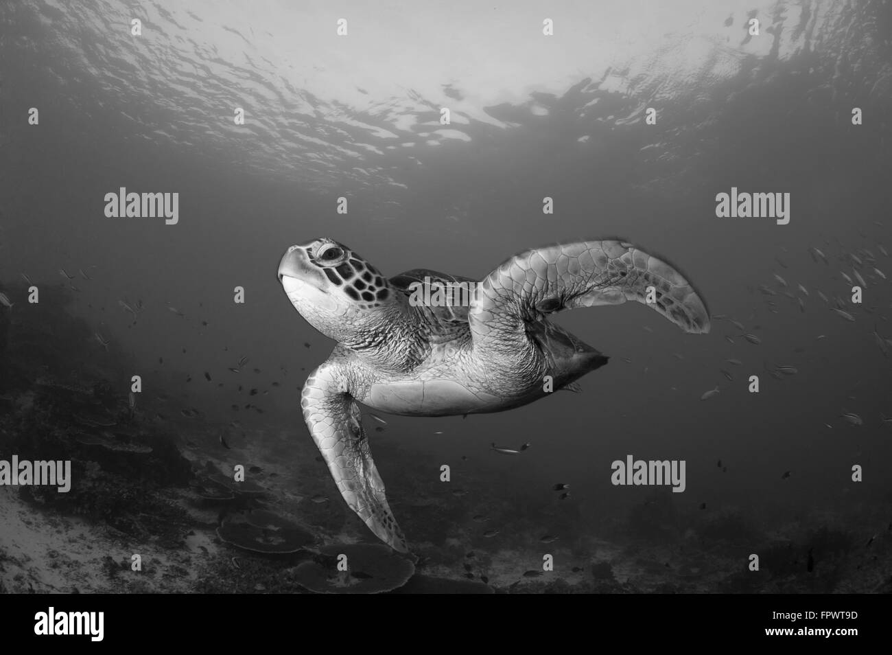 Eine grüne Meeresschildkröte (Chelonia Mydas) Schwimmen im Nationalpark Komodo, Indonesien. Stockfoto