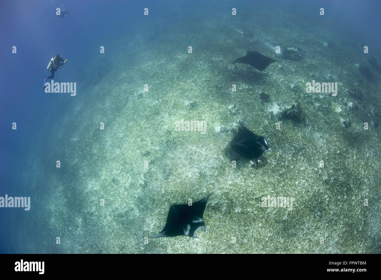 Ein Trio von Riff Mantarochen (Manta Alfredi) schwimmen über dem Riffdach, Komodo National Park, Indonesien. Stockfoto