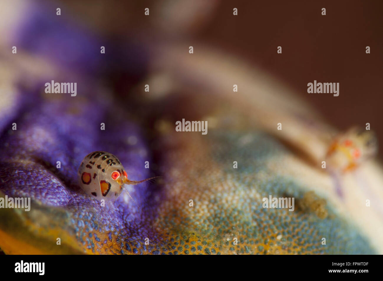 Marienkäfer Höhlenflohkrebs, Cyproidea Arten, Seitenansicht, aufgenommen bei Cannibal Rock, Komodo National Park, Indonesien. Stockfoto