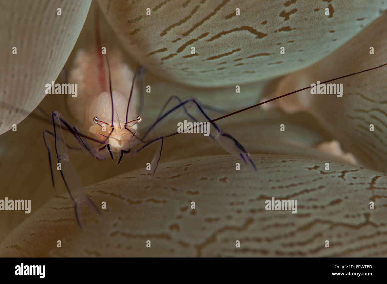 Ein Salzwasser Garnelen (Vir Philippinensis) auf Blase Korallen (Plerogyra Sinuosa), Komodo National Park, Indonesien. Stockfoto