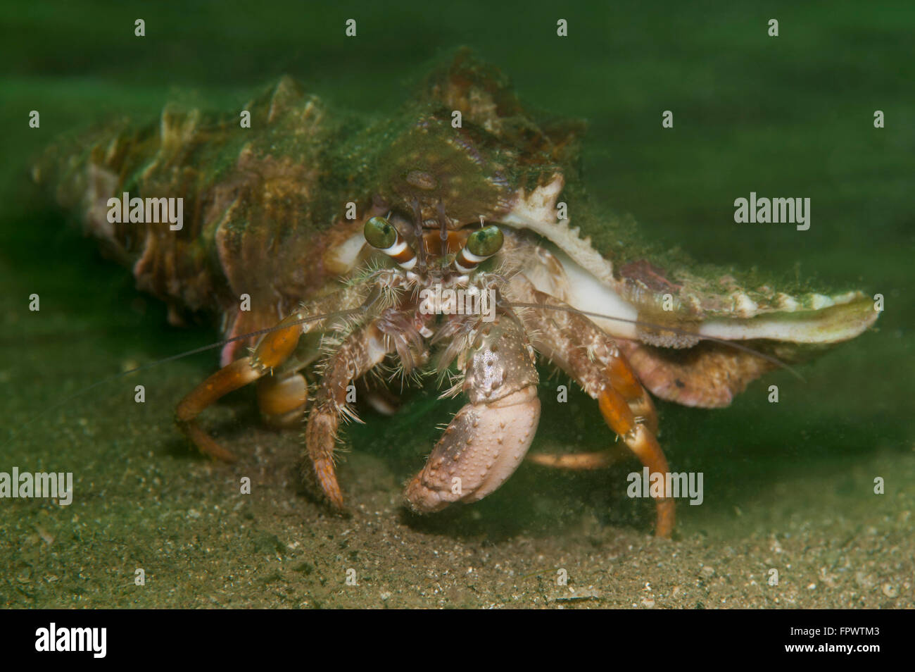 Anemonen Einsiedlerkrebs (Dardanus Pedunculatus) quer durch Sand in grünes Licht, Komodo National Park, Indonesien. Sehr kleine anem Stockfoto