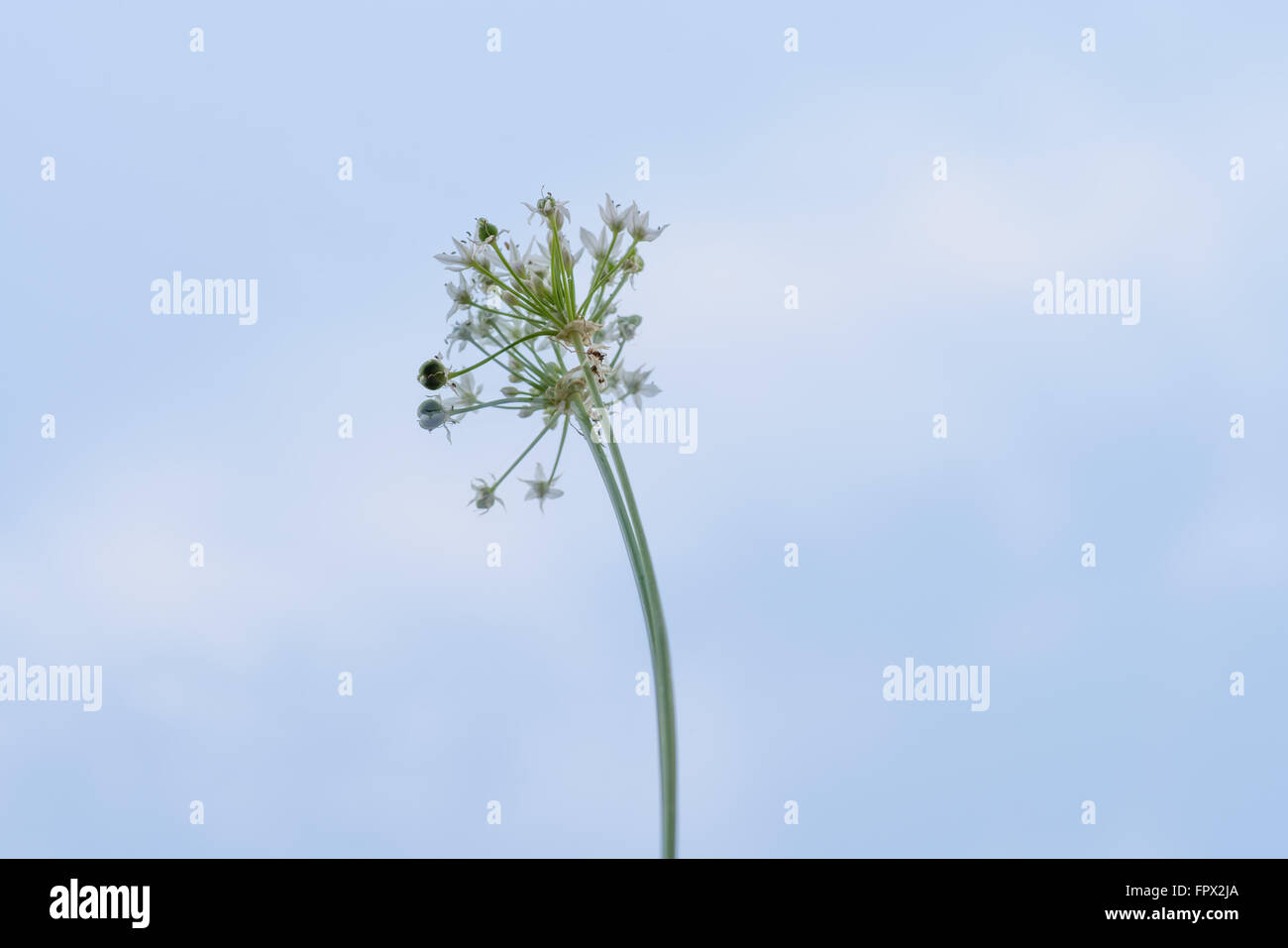 Schnittlauch Blüte auf Spiegel mit blauem Himmel Reflexion Stockfoto