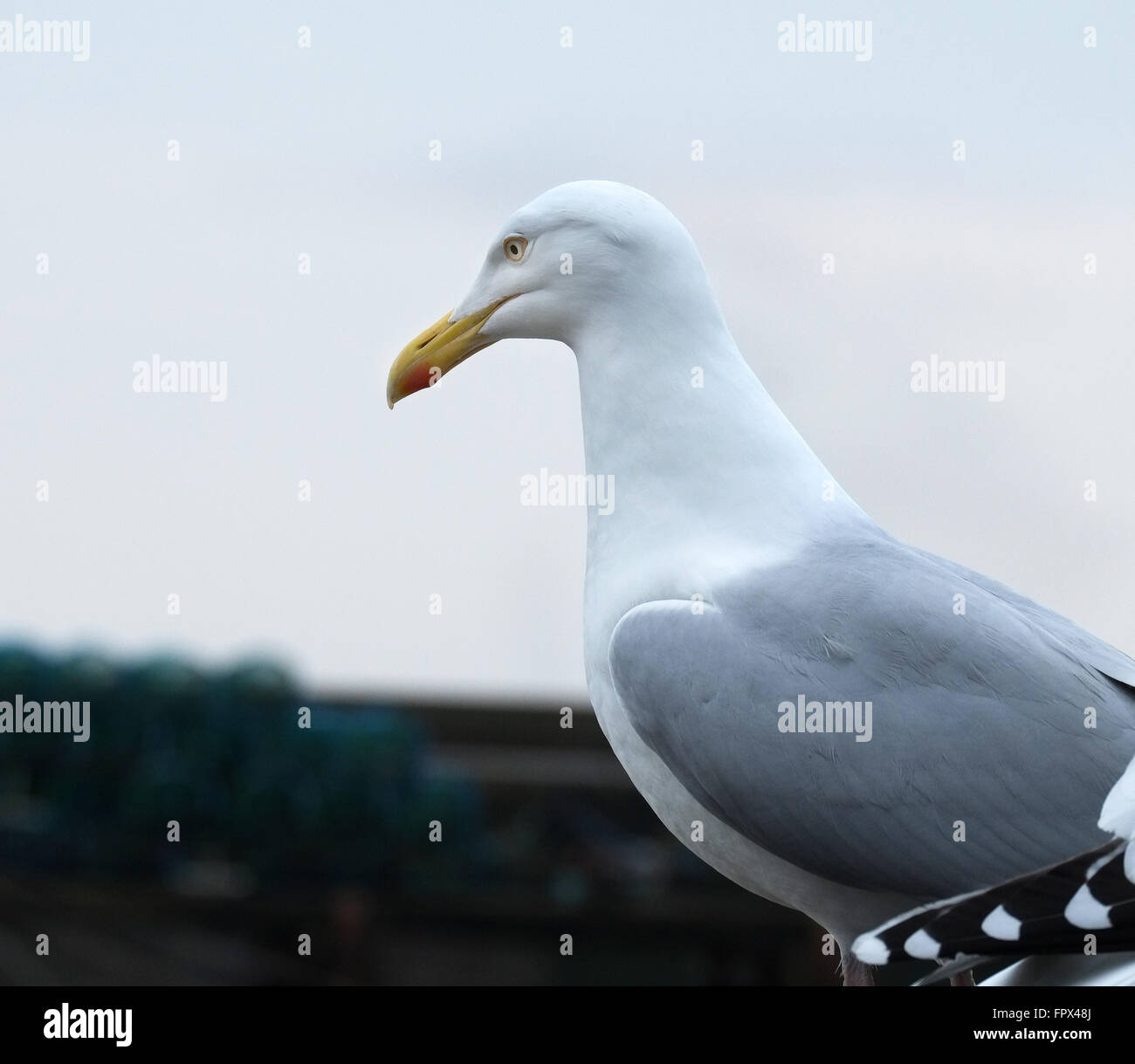 Silbermöwe. Stockfoto