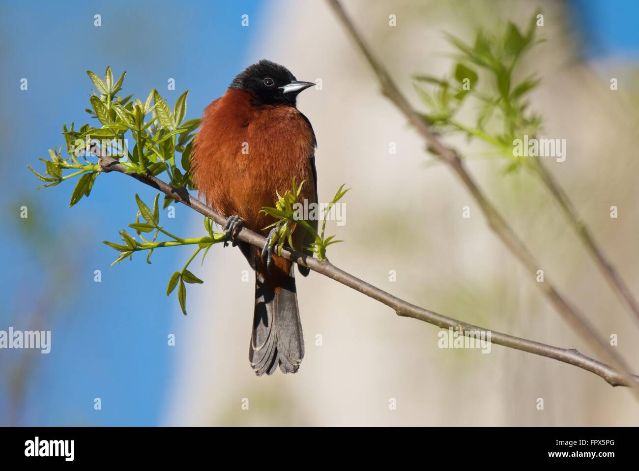 Obstgarten Pirol, einen gemeinsamen Vogel von Nordamerika Stockfoto