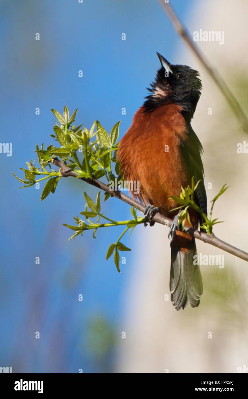Obstgarten Pirol, einen gemeinsamen Vogel von Nordamerika Stockfoto