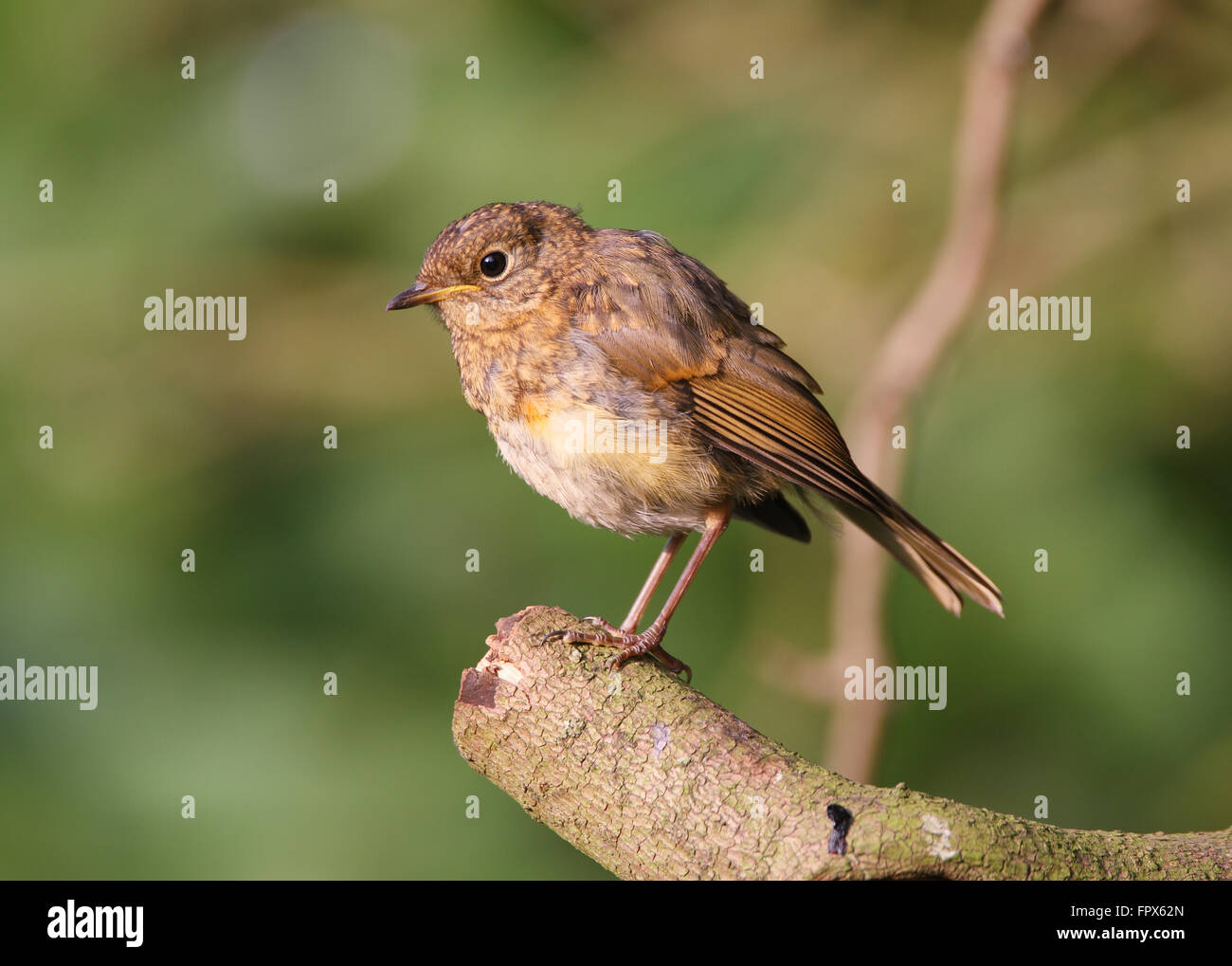 Juvenile Robin, einen gemeinsamen Garten Vogel von Großbritannien und Europa Stockfoto