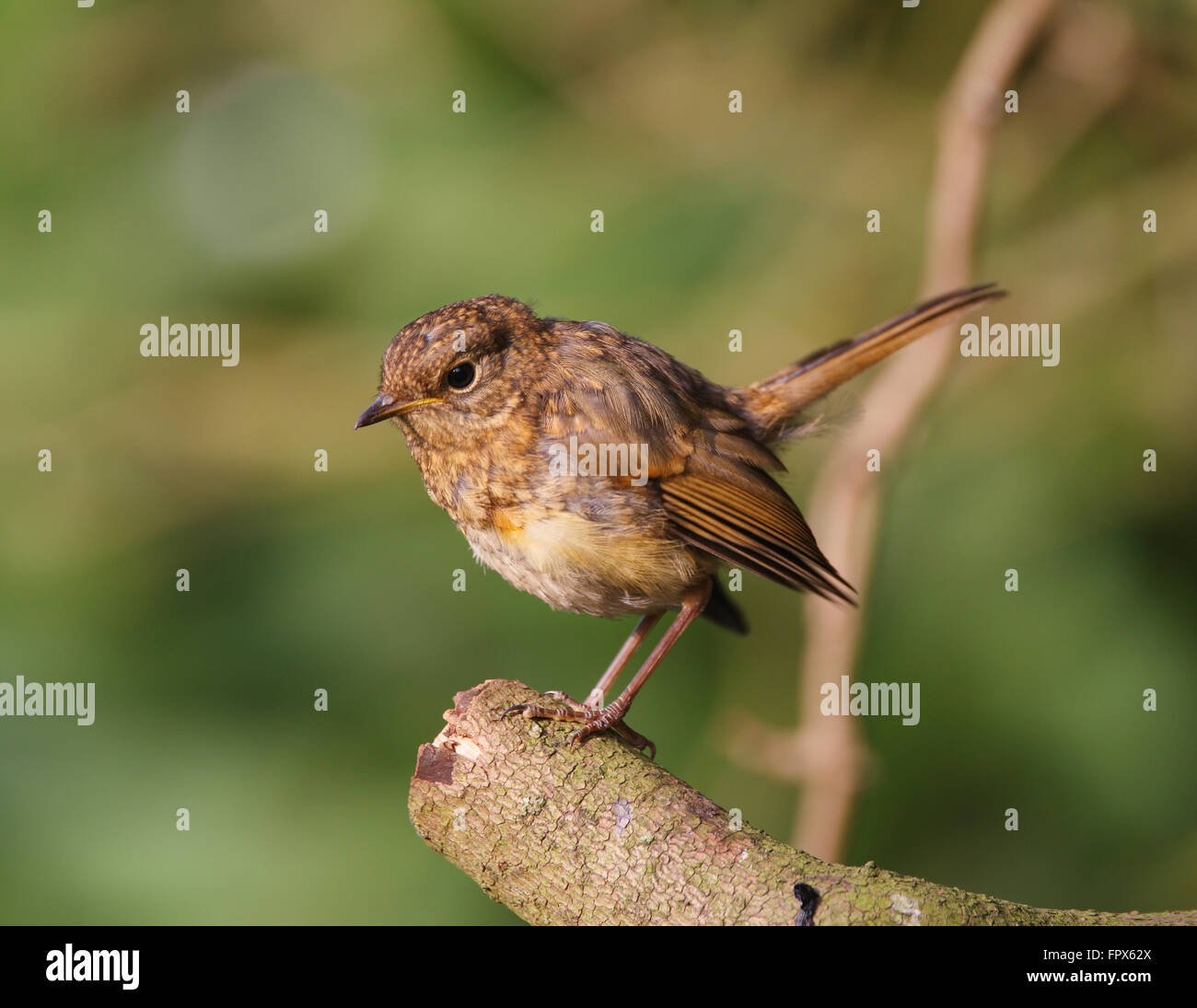 Juvenile Robin, einen gemeinsamen Garten Vogel von Großbritannien und Europa Stockfoto