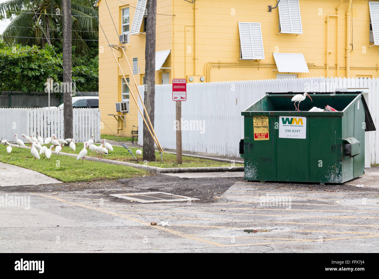 Weißer Ibis streuende auf der Suche nach Nahrung unter den Abfällen in und in der Nähe von Abfallbehälter, Key West, Florida, USA Stockfoto