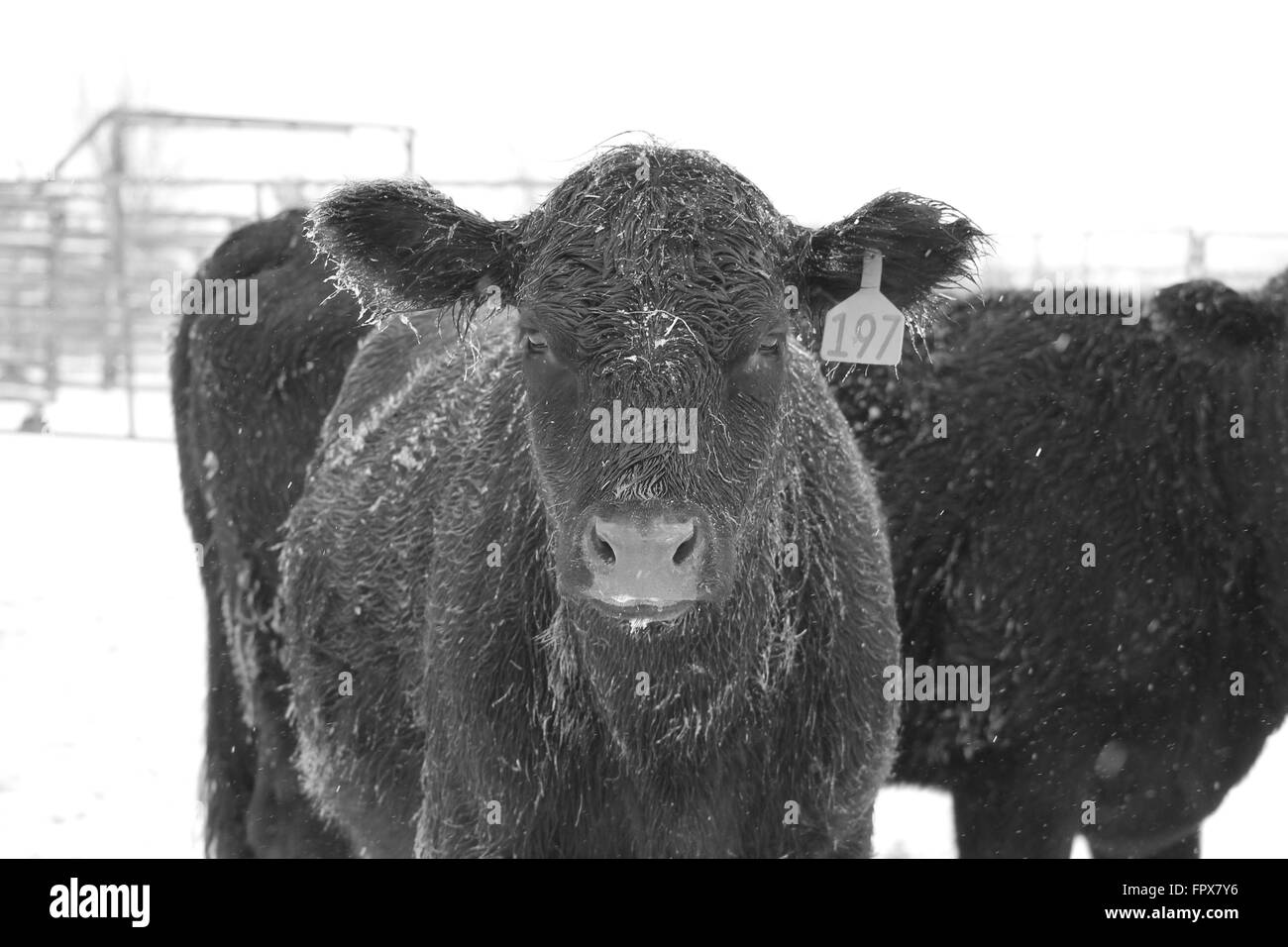 Schwarze Kuh stehend im Schnee. Stockfoto