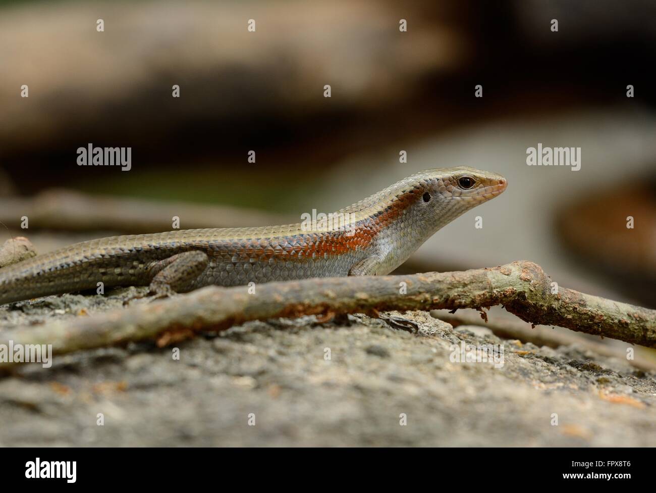 Schöne Viele gesäumten Sun Skink (Mabuya Multifasciata) inThai Wald Stockfoto