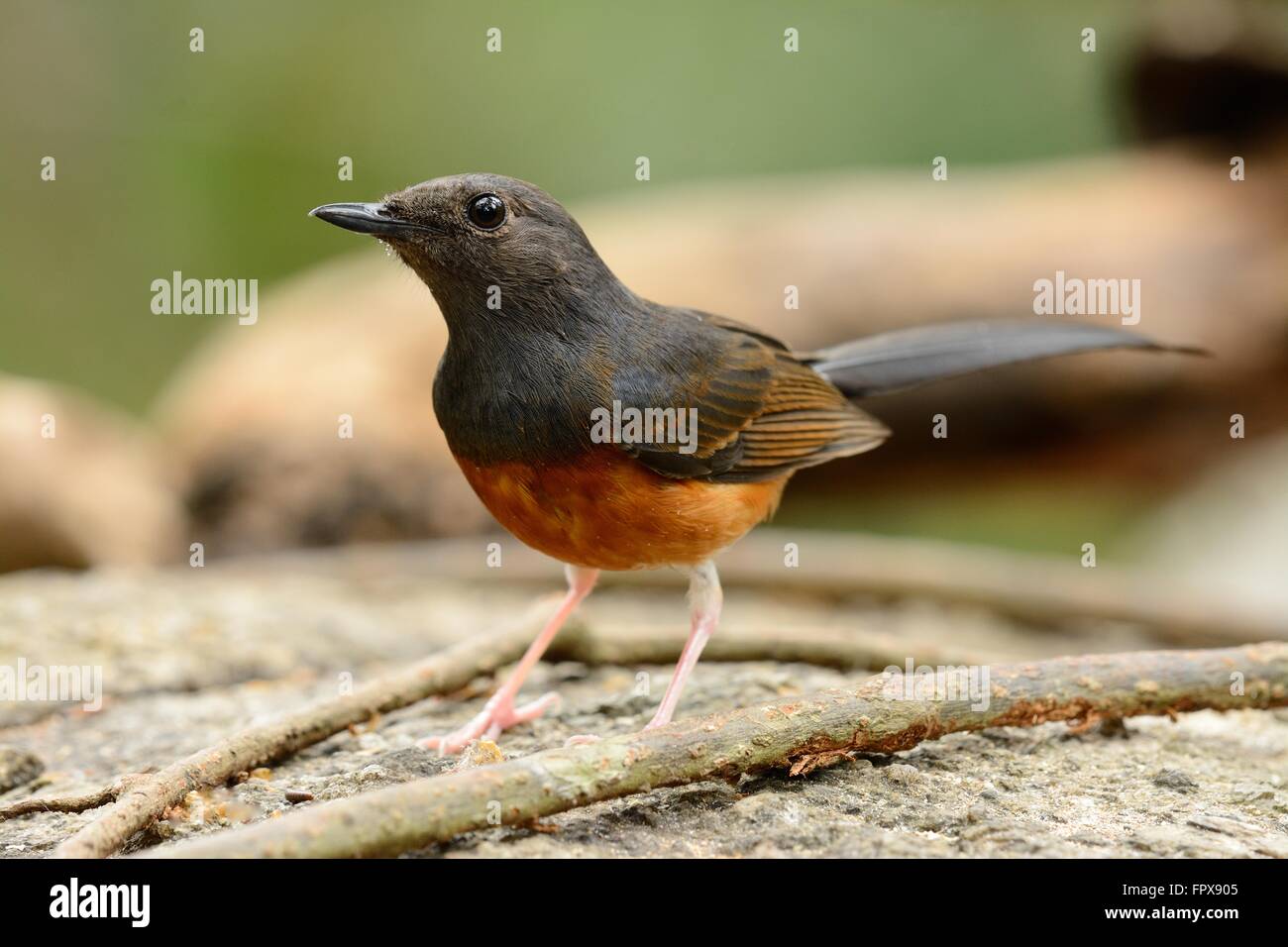 schöne weibliche weiße Psephotus Sharma (Copsychus Malabaricus) inThailand Stockfoto